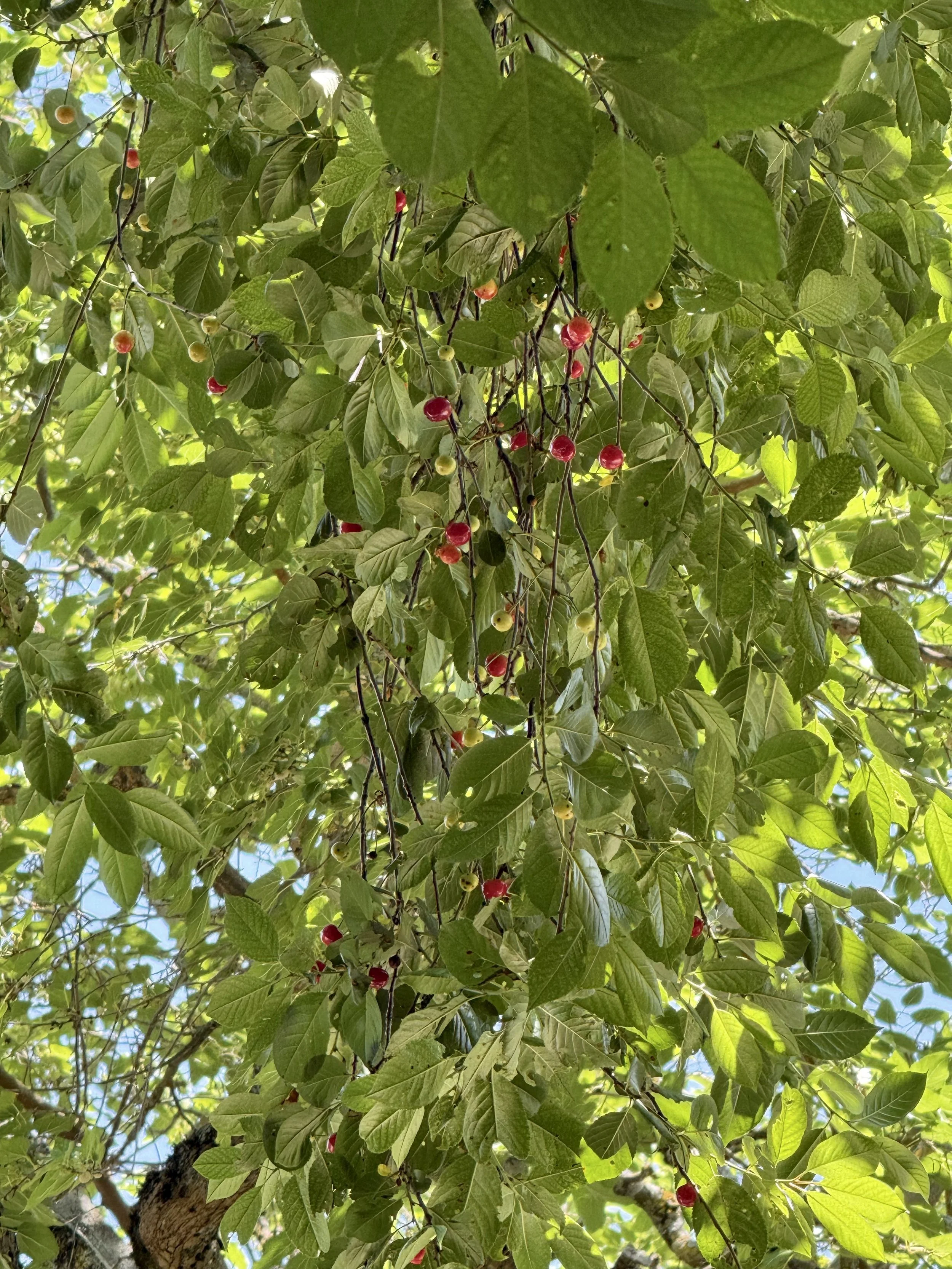 Cherries tree