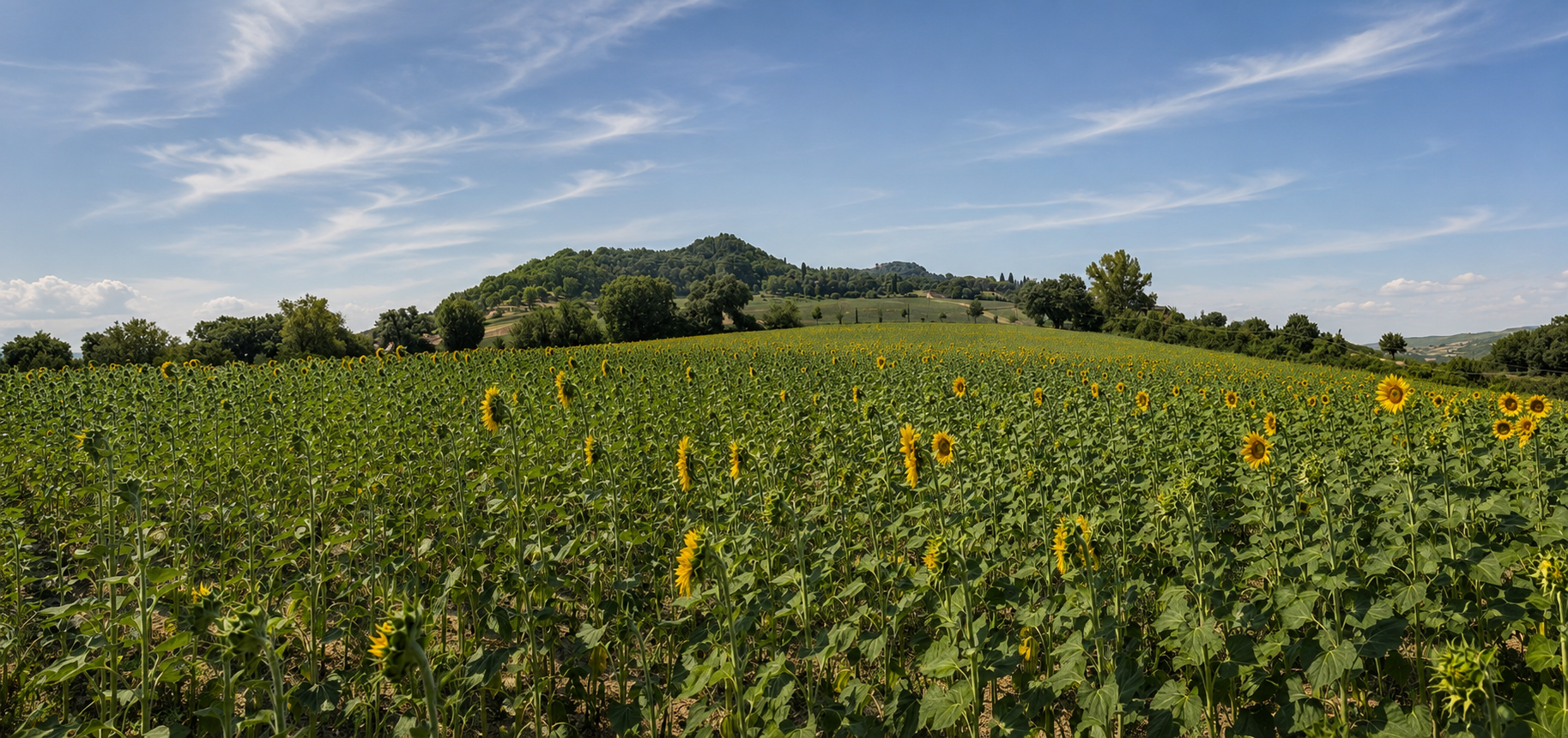 Umbria sunflower field