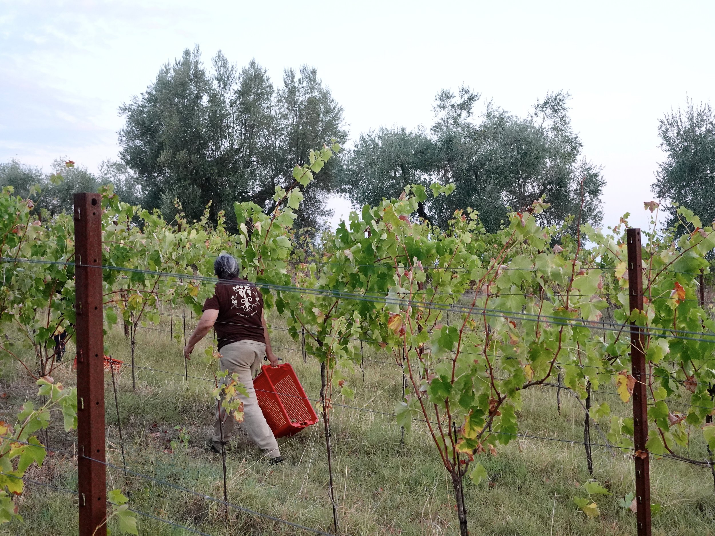 Claudia Rizza carrying an empty red harvest crate between vineyard rows at first light.