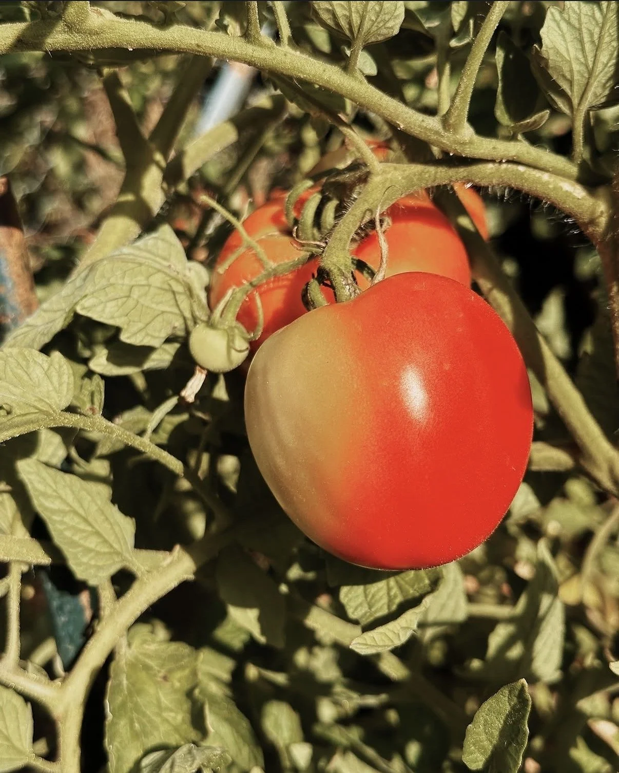 Half-ripened tomato on vine