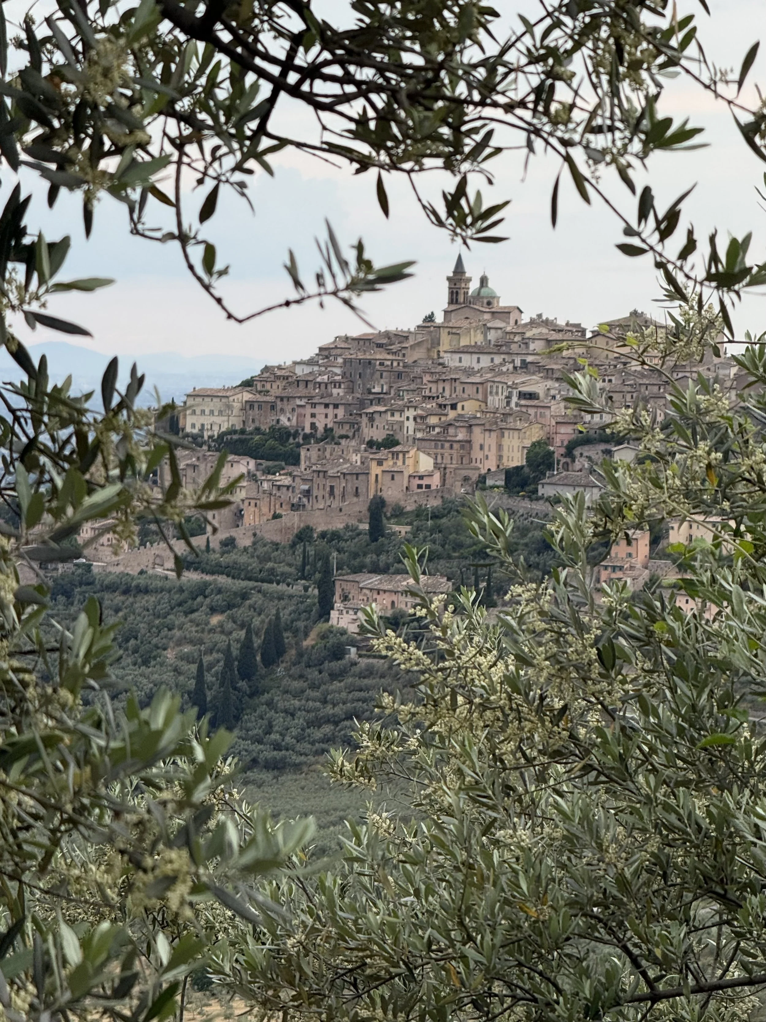 Umbria olive grove, Trevi town in the distance.