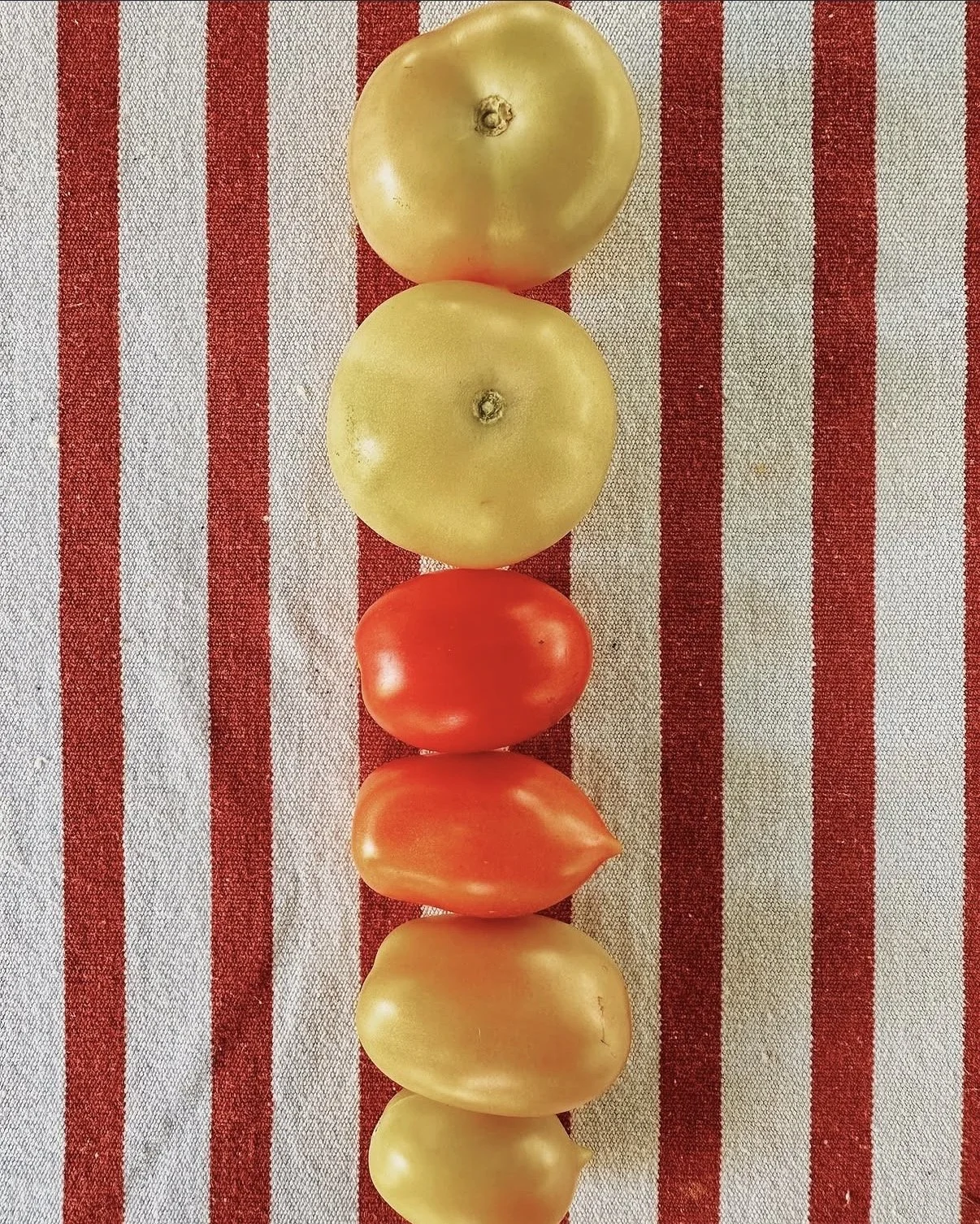 Tomato progression on striped cloth