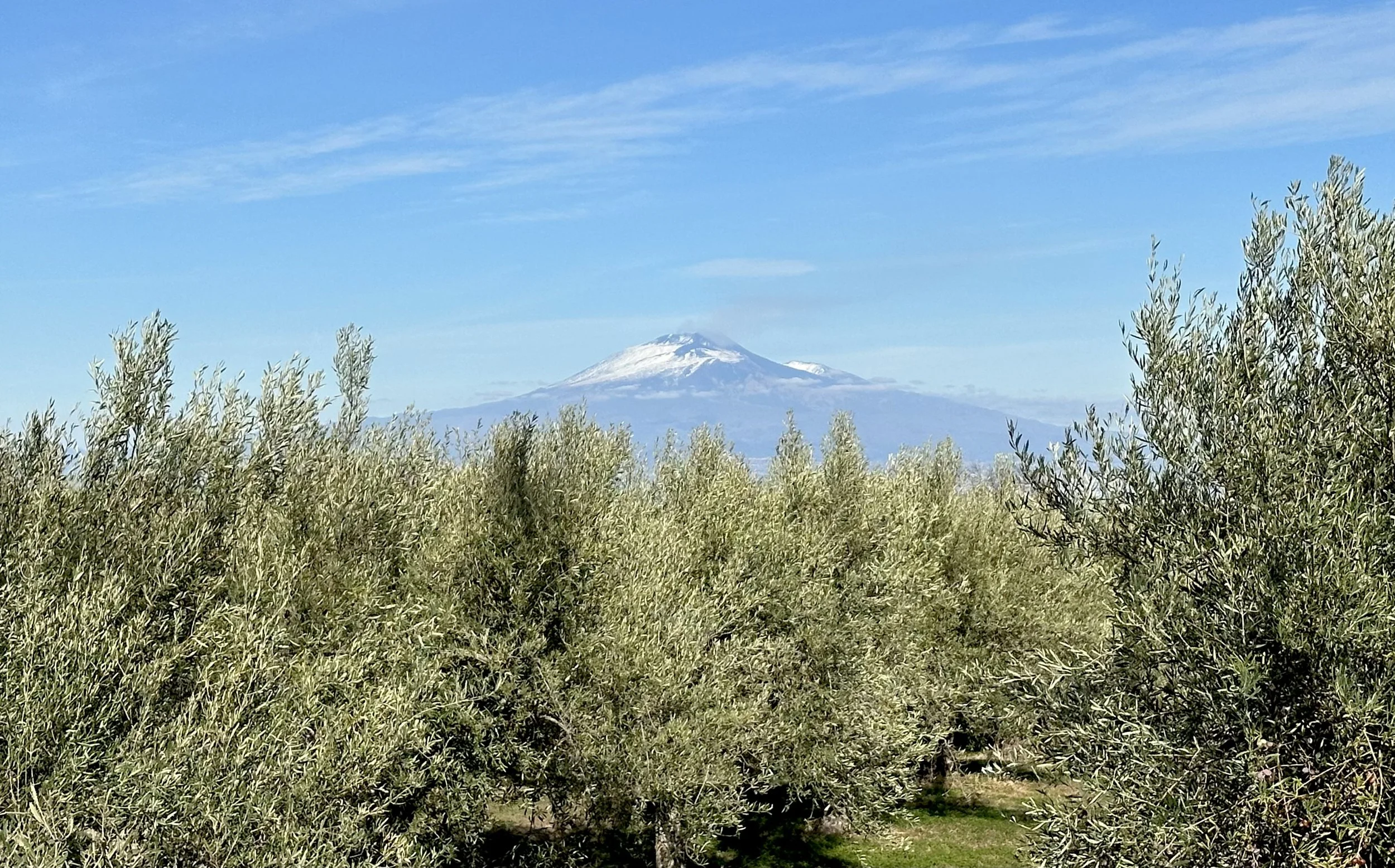 Olive grove with Mount Etna in the distance, Sicily, Italy