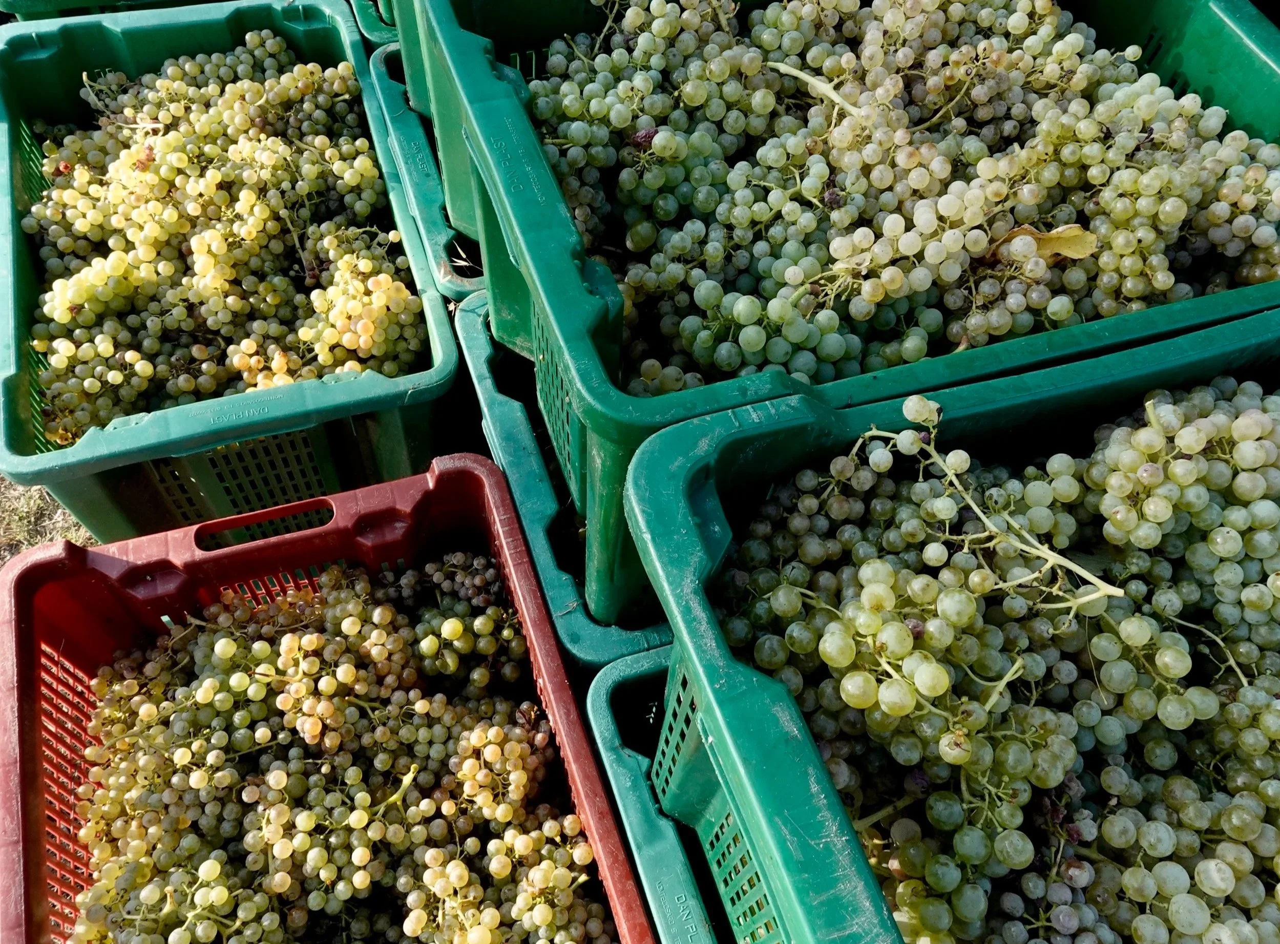 Green and red harvest crates filled with pale Turbiana grape clusters in morning sunlight.