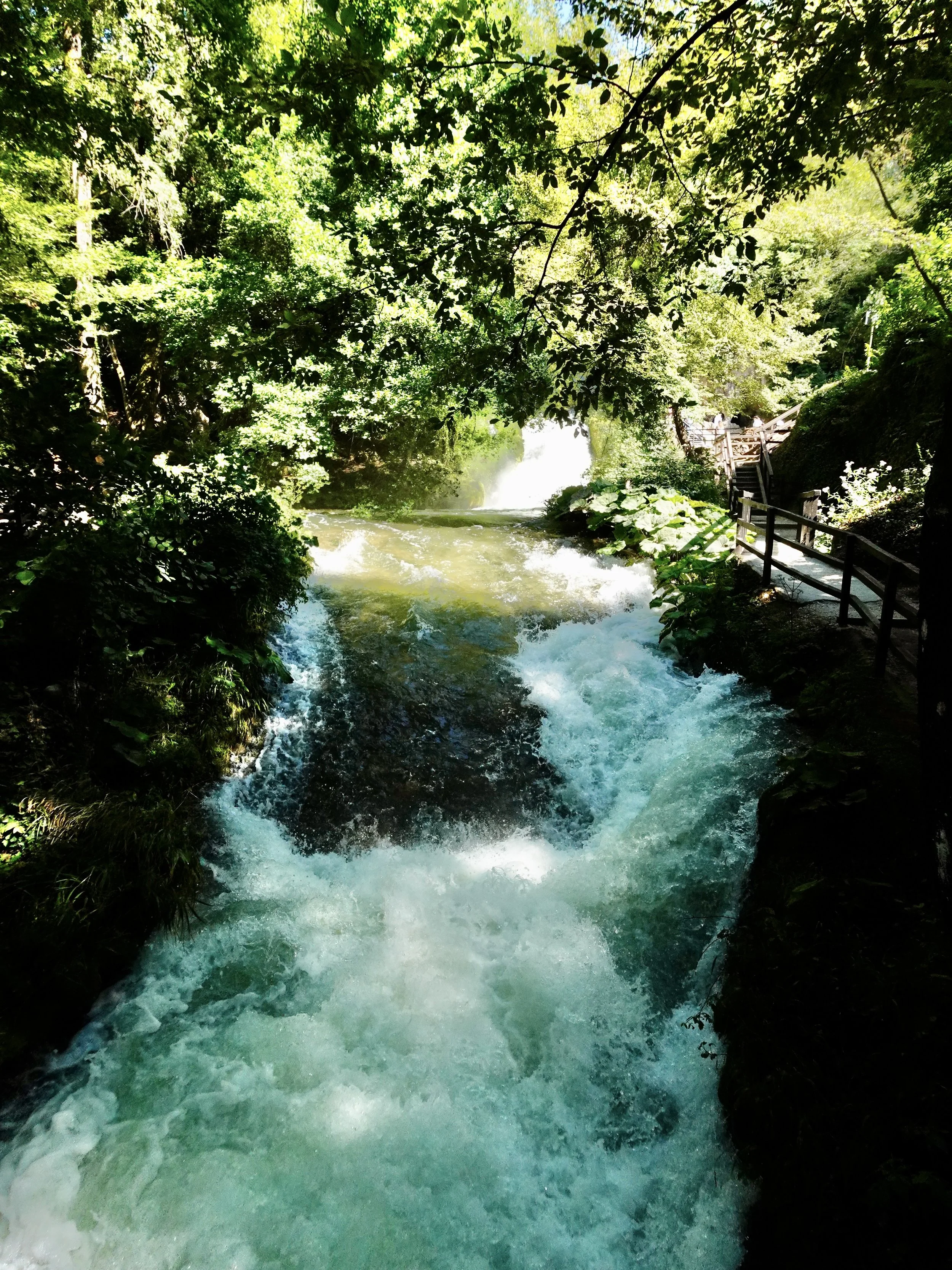 A fast, pale\-blue channel moving through dense woodland, with broad green leaves in the foreground and sunlight filtering into the upper canopy.