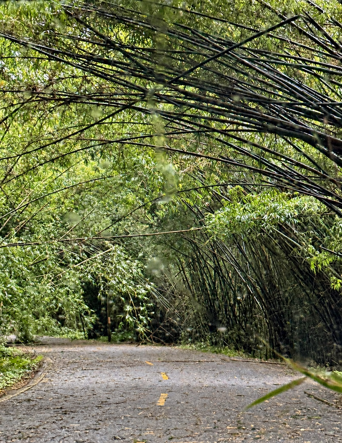 A narrow mountain road passing beneath a dense arch of green bamboo on the approach to Anle Village.