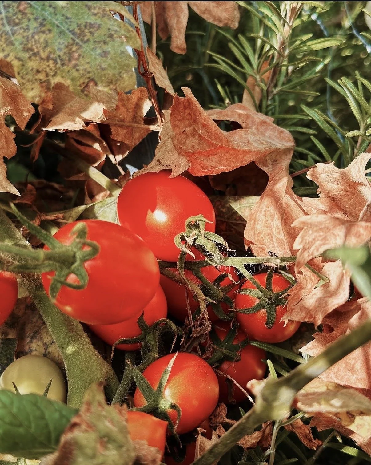 Fallen tomatoes among dry leaves