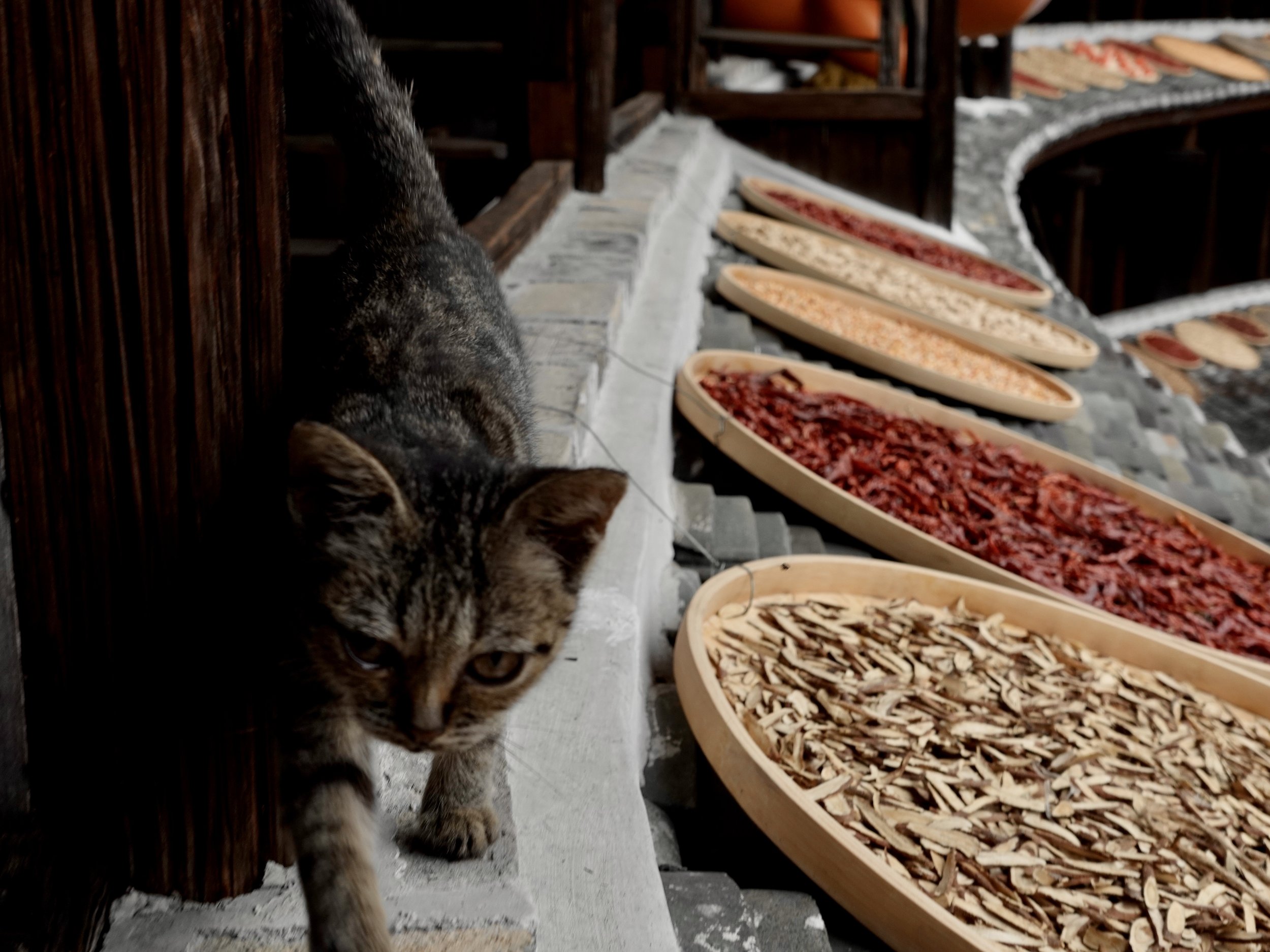 A cat sitting on a timber gallery inside Jiqing Lou during a visit to the Chuxi Tulou Cluster.