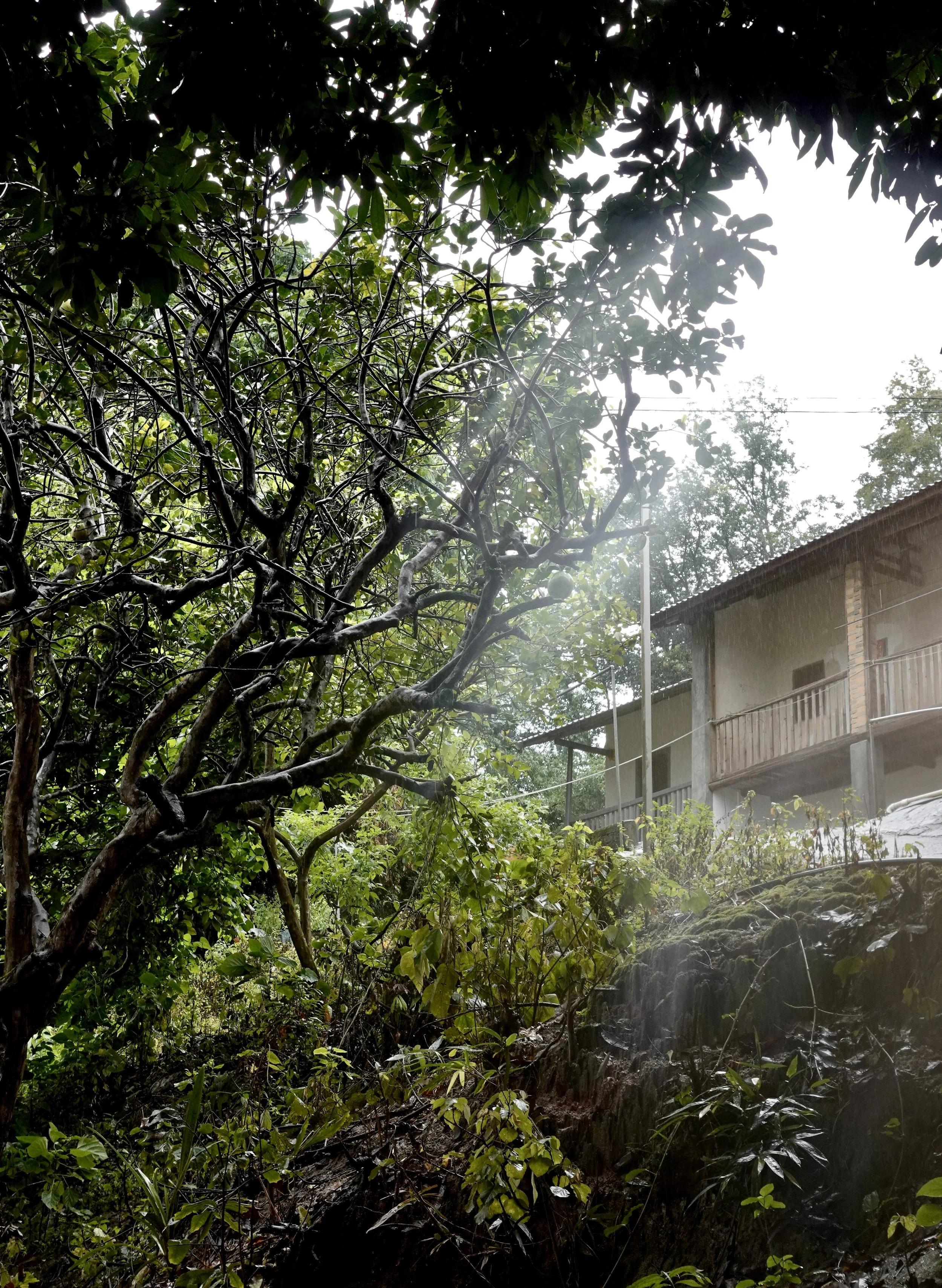 Large green pomelos hanging from a leafy tree beside a village home in Anle.