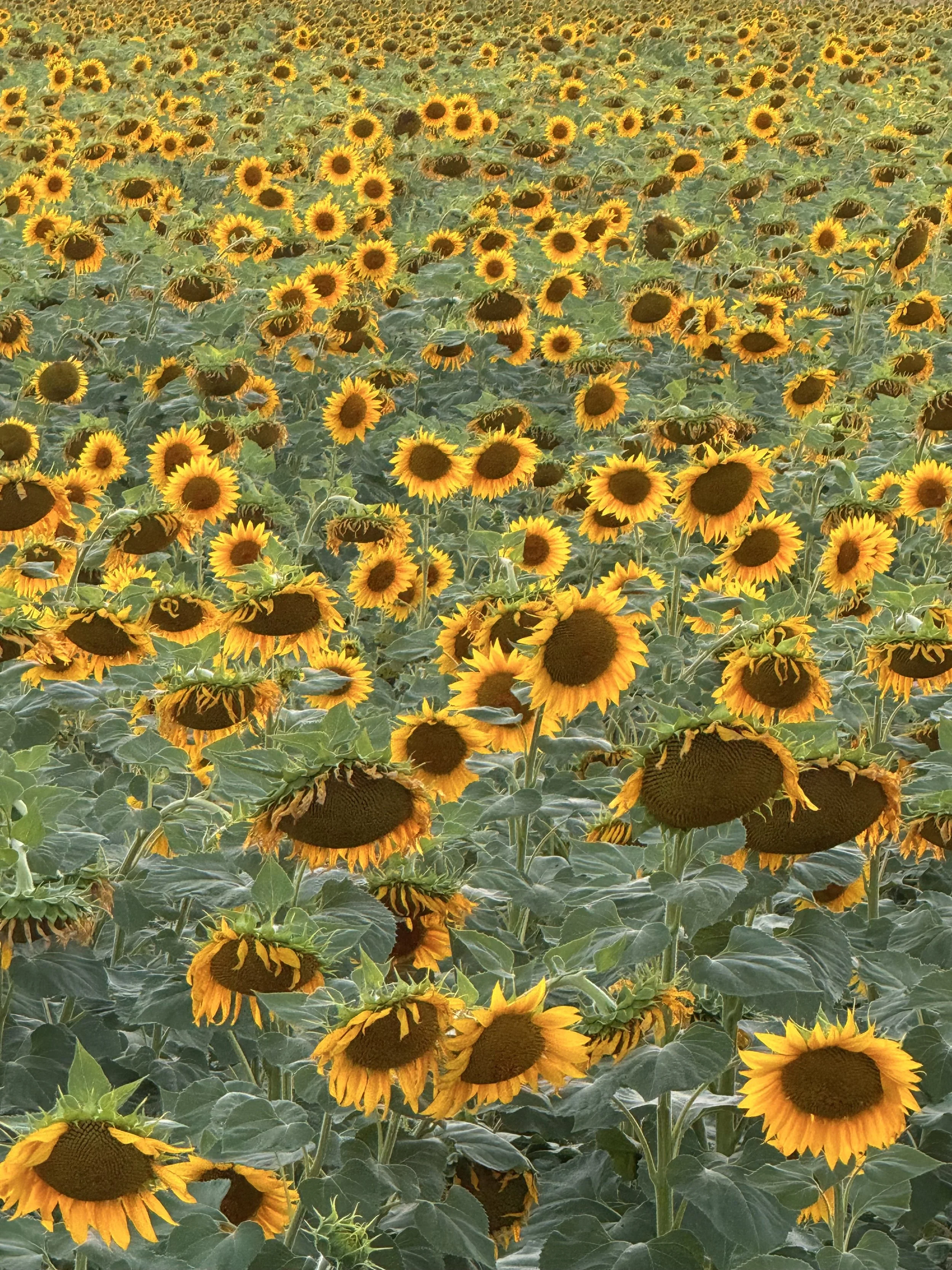 Umbria sunflower field
