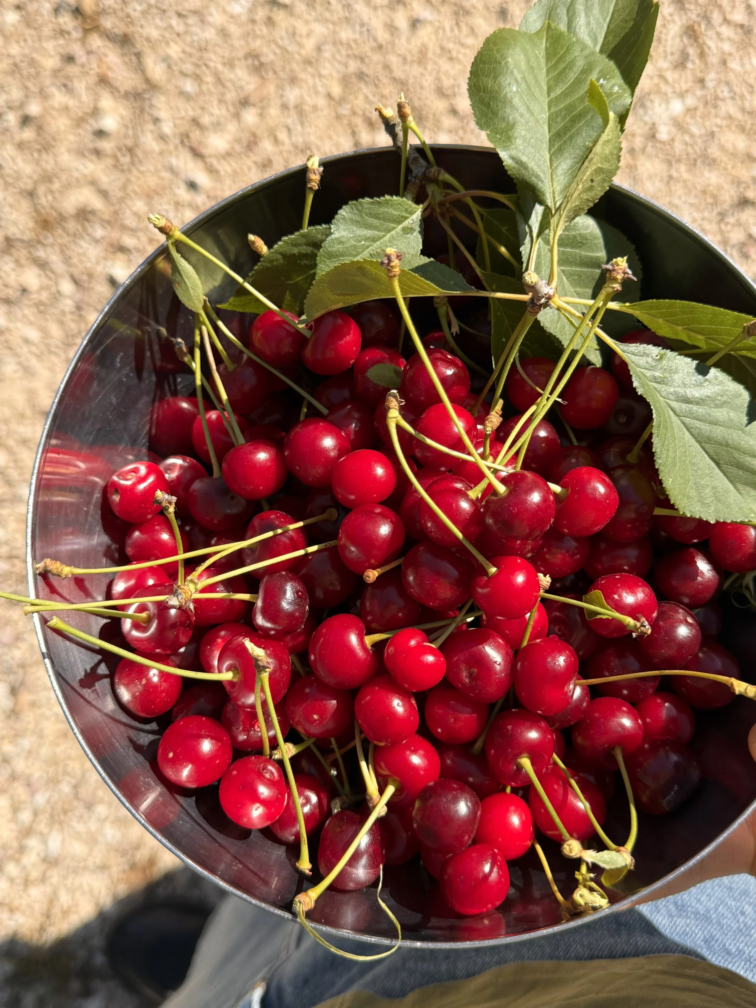 bowl of cherries