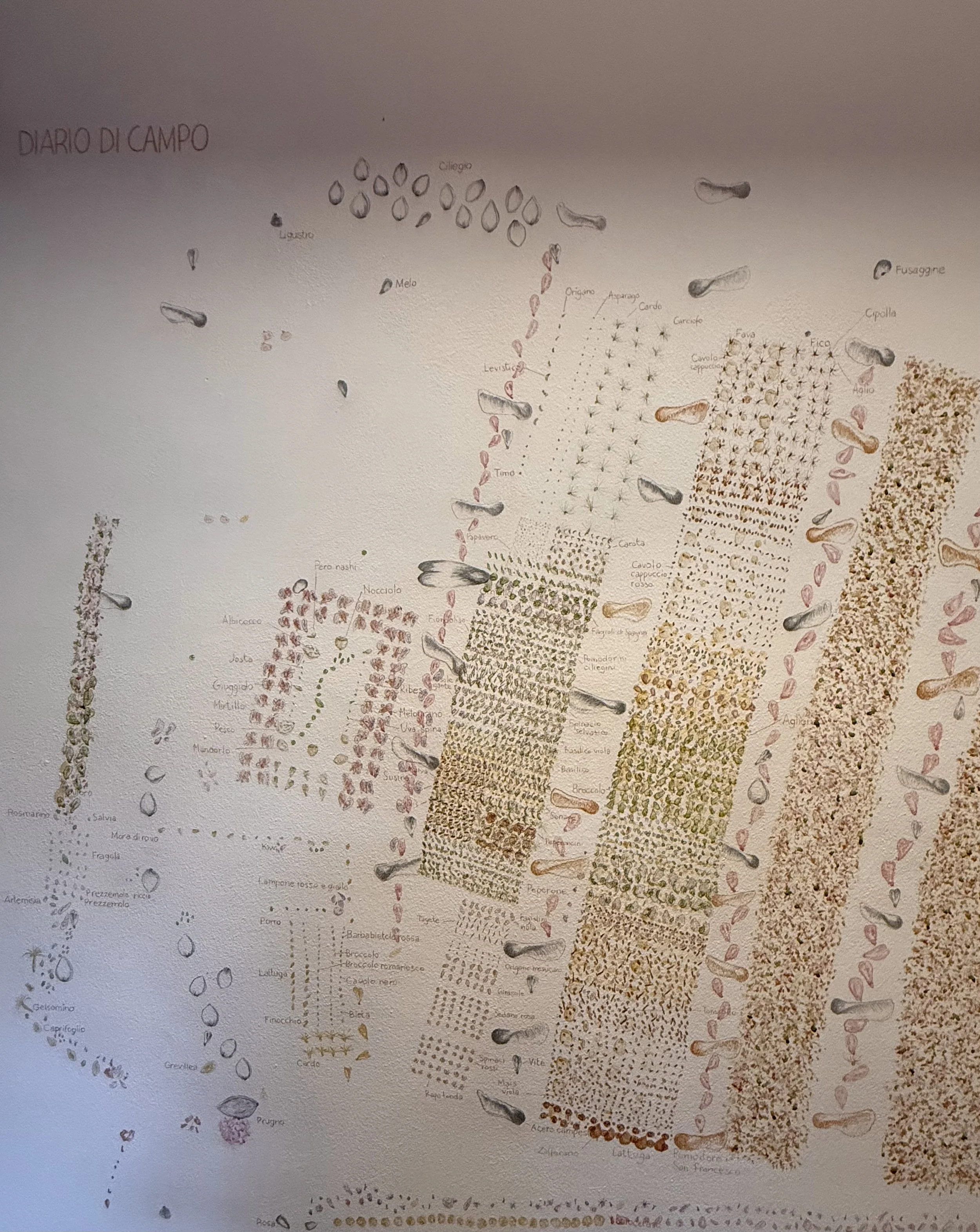 A wall-sized hand-drawn map illustrating the plants and paths in UNE’s allotment.