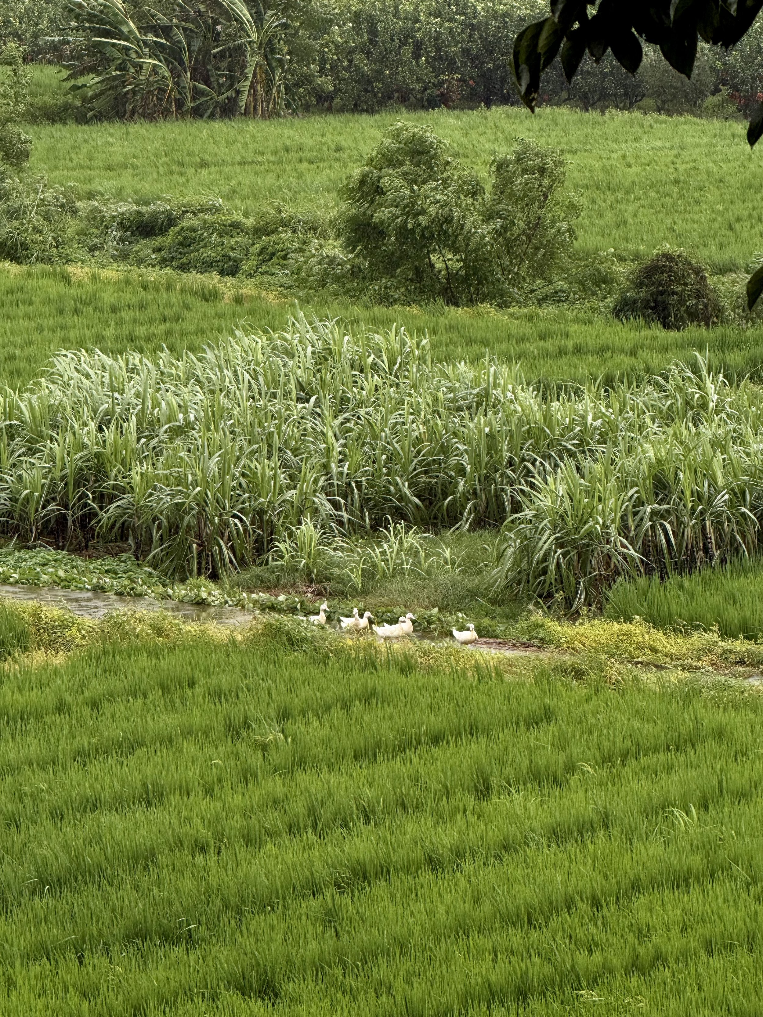 The author, seen from behind, watching a single-file line of white ducks cross intensely green fields in Anle Village.