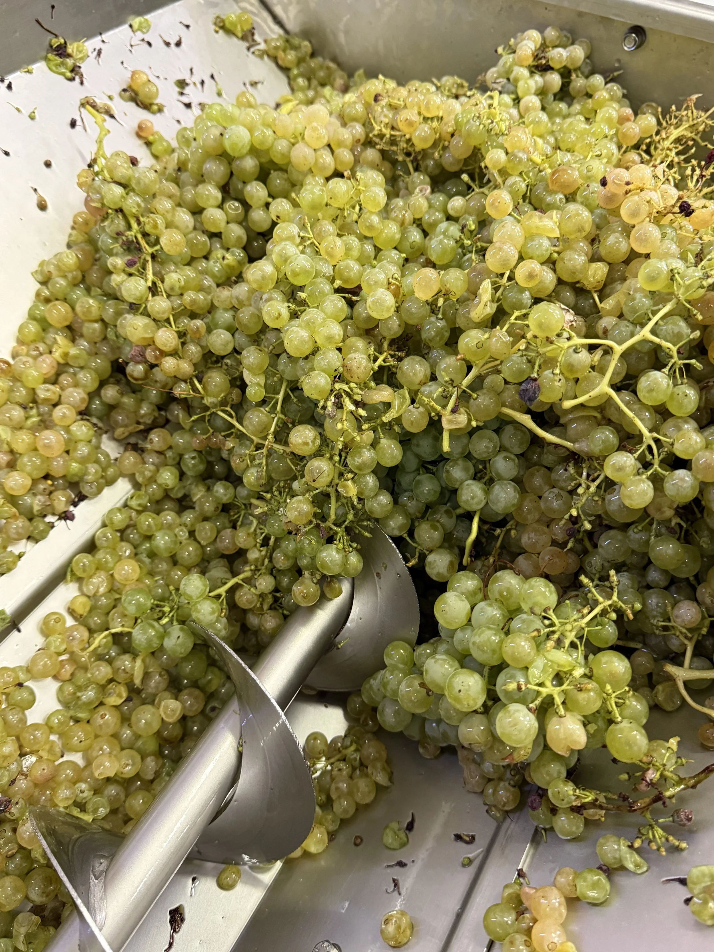 Whole pale grape bunches feeding into stainless-steel pressing equipment at the cantina.