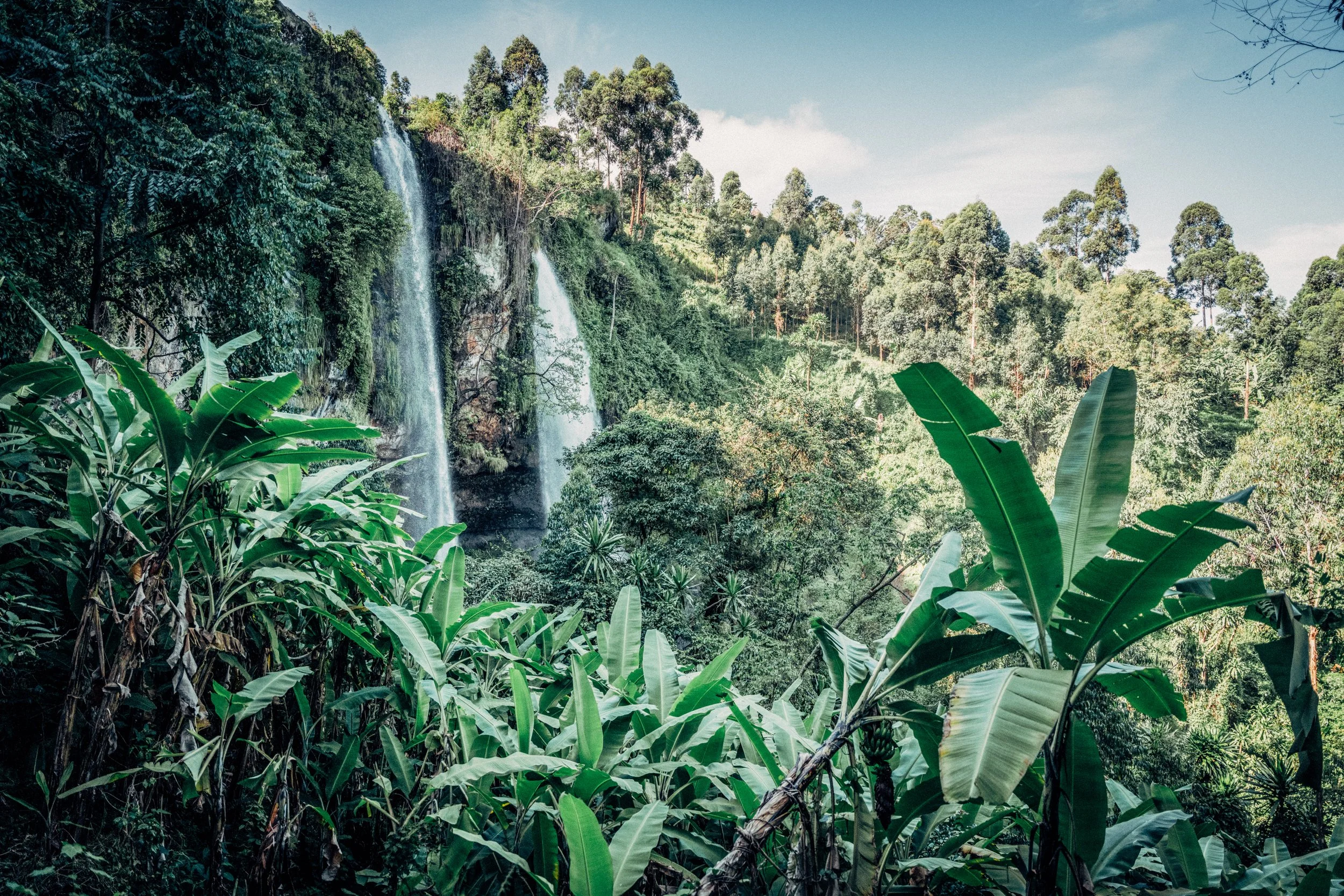 Lush green tropical forest with banana and other dense foliage, with a small waterfall falling down a rocky cliff in the background under a partly cloudy sky.