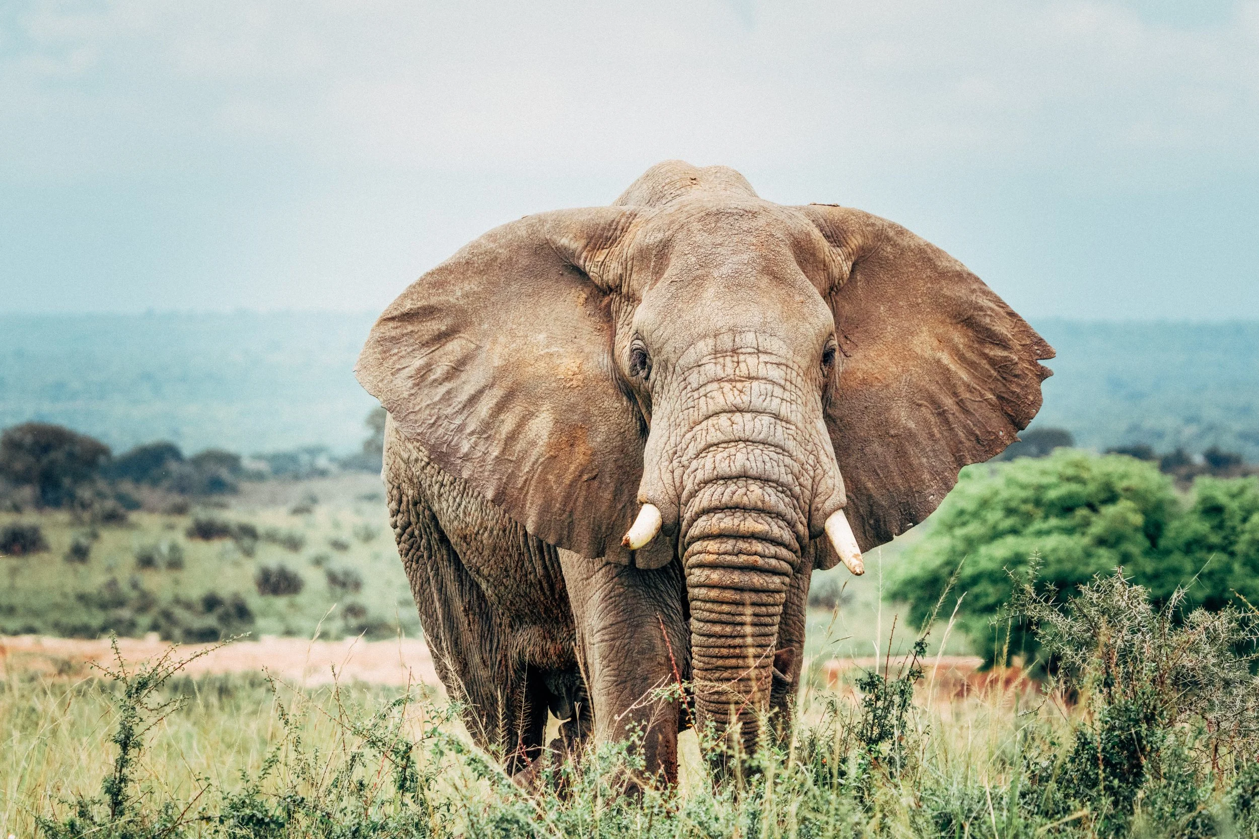 A large elephant walking through a grassy landscape, with hills and a cloudy sky in the background.