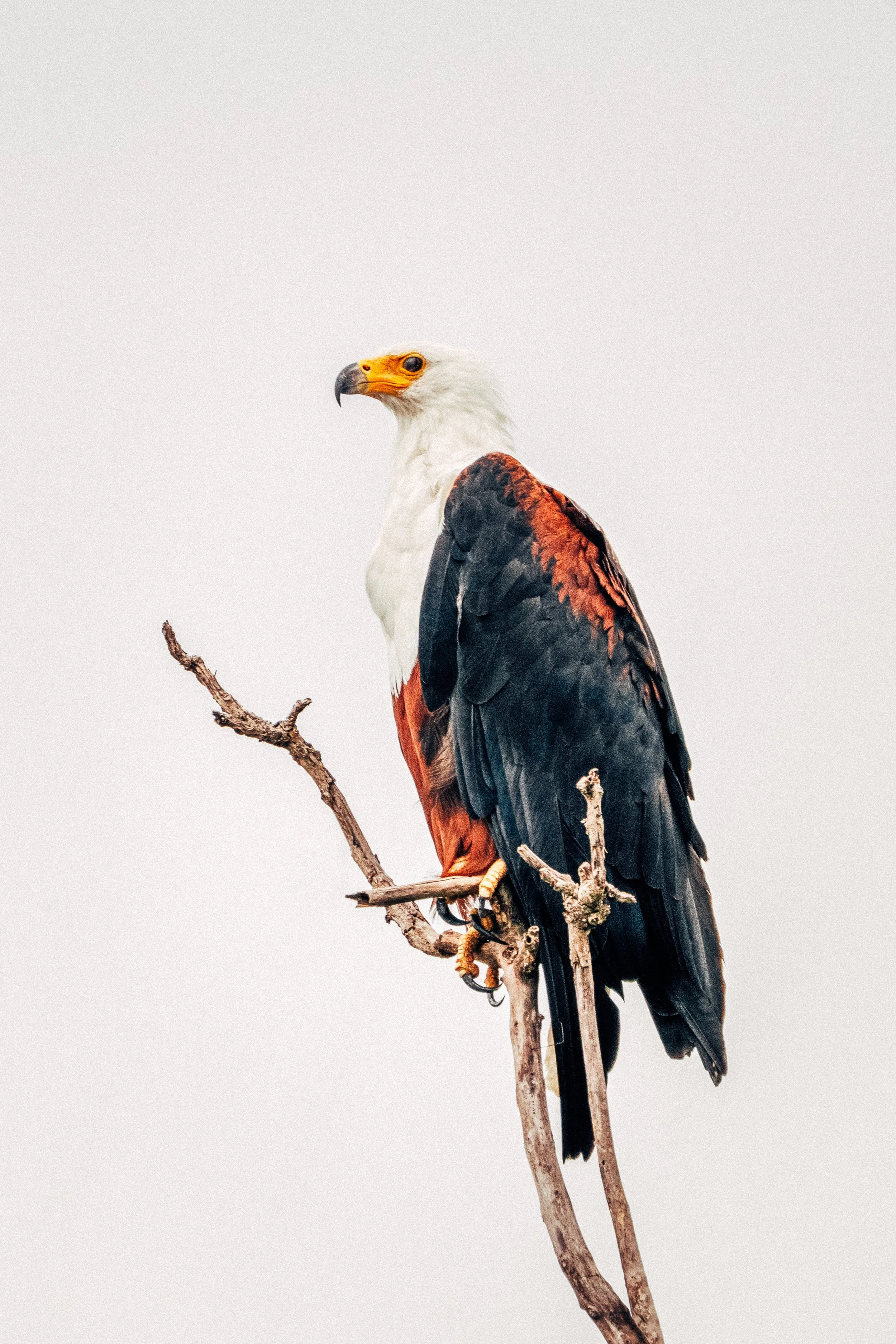 Side view of a perch on a tree branch with a bird of prey, possibly a crested serpent eagle, with white head, yellow beak, dark eyes, brown, black, and white feathers, and perched on a bare tree branch against a plain gray background.