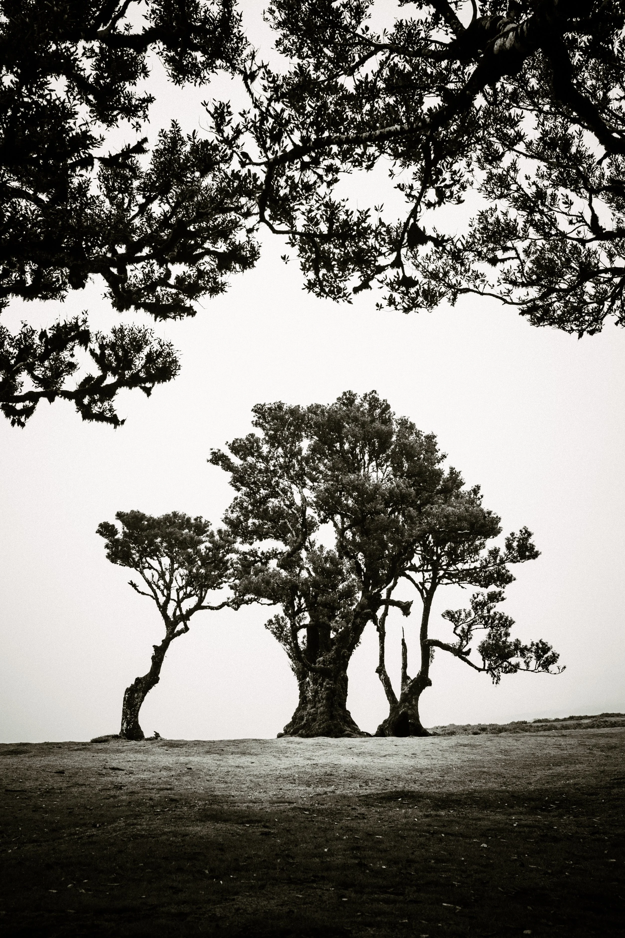 Silhouettes of five large trees with twisting branches on a barren landscape, under a cloudy sky.