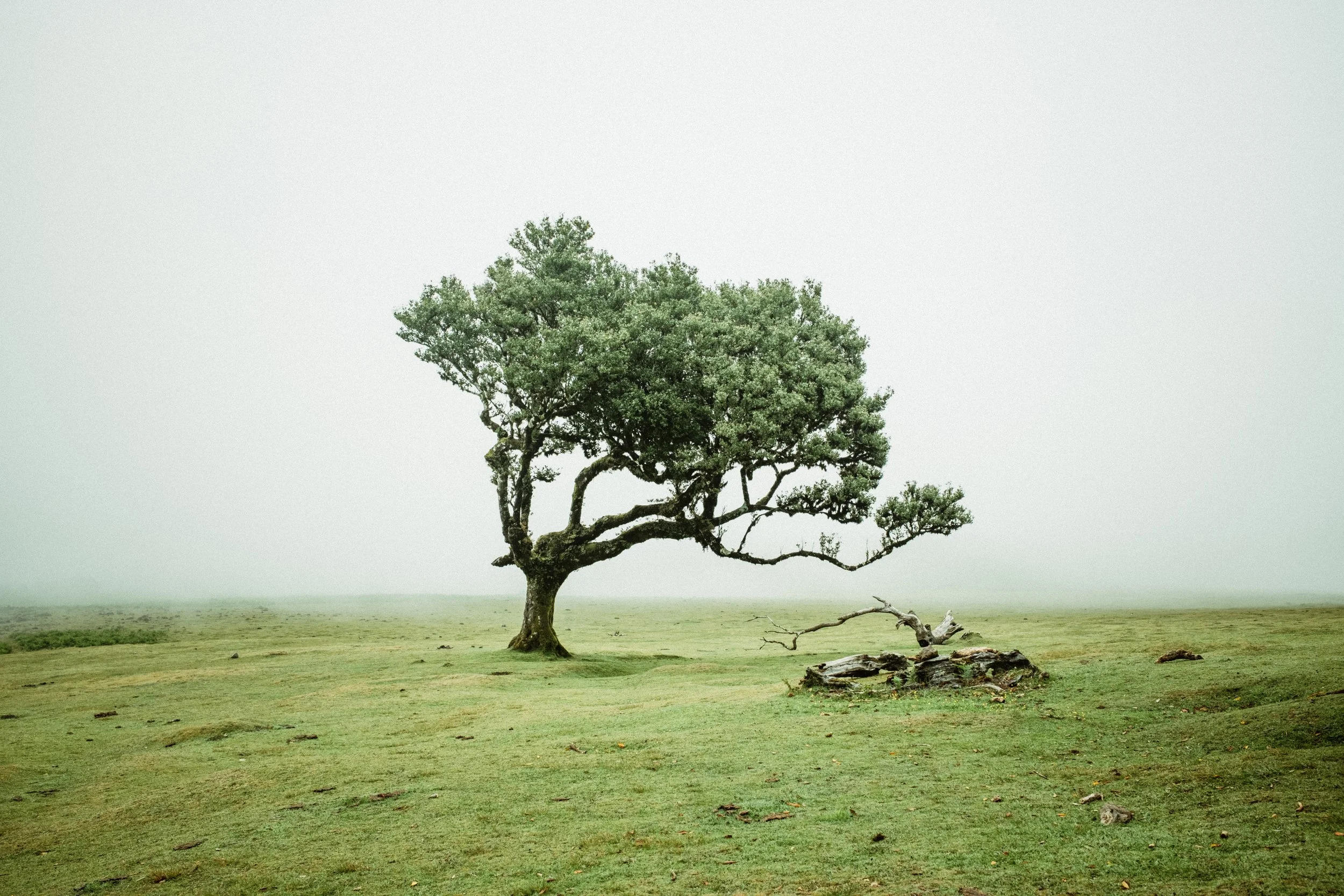 A single large tree with green foliage stands in a foggy, open grassy field. The background is misty and gray, creating a serene and minimalist landscape.