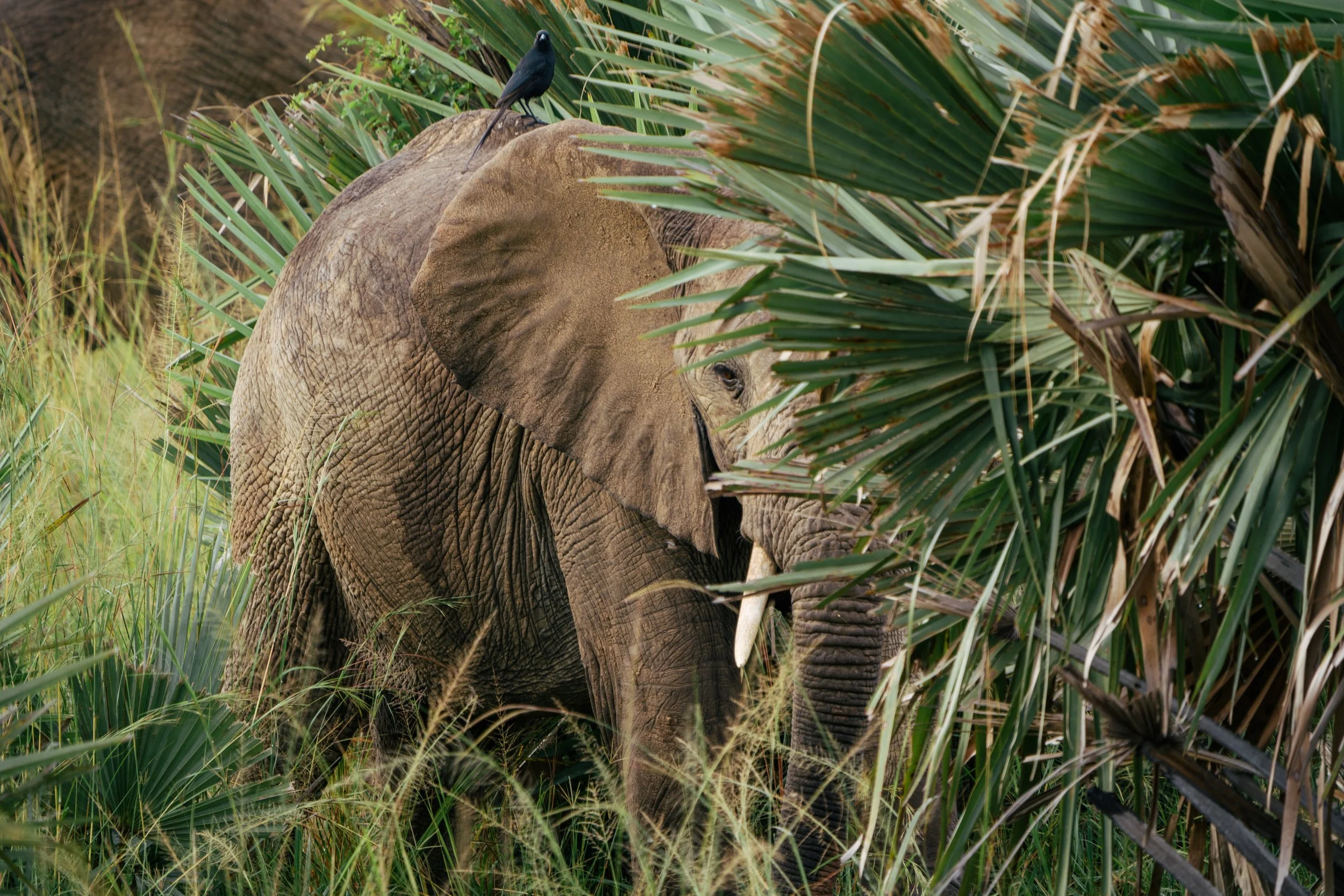 An elephant in a dense, green jungle, partially concealed behind tall foliage with a bird perched on its back.