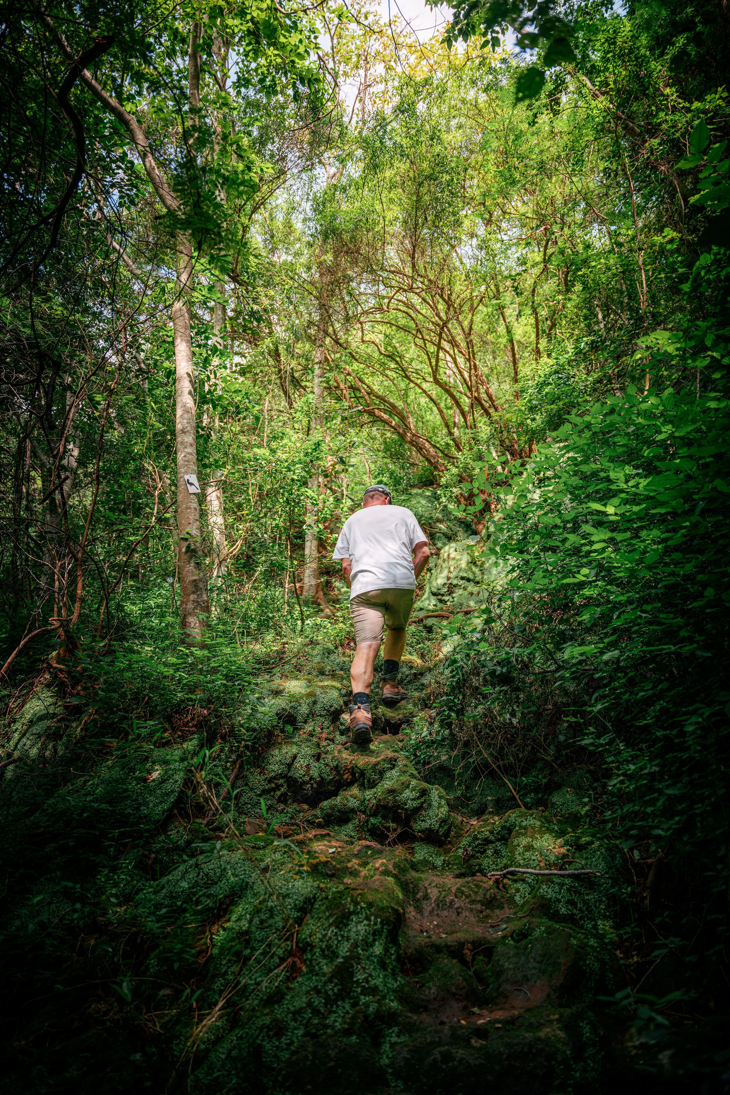 A person wearing a white t-shirt and beige shorts hiking up a rocky trail through dense green forest with sunlight shining through the trees.