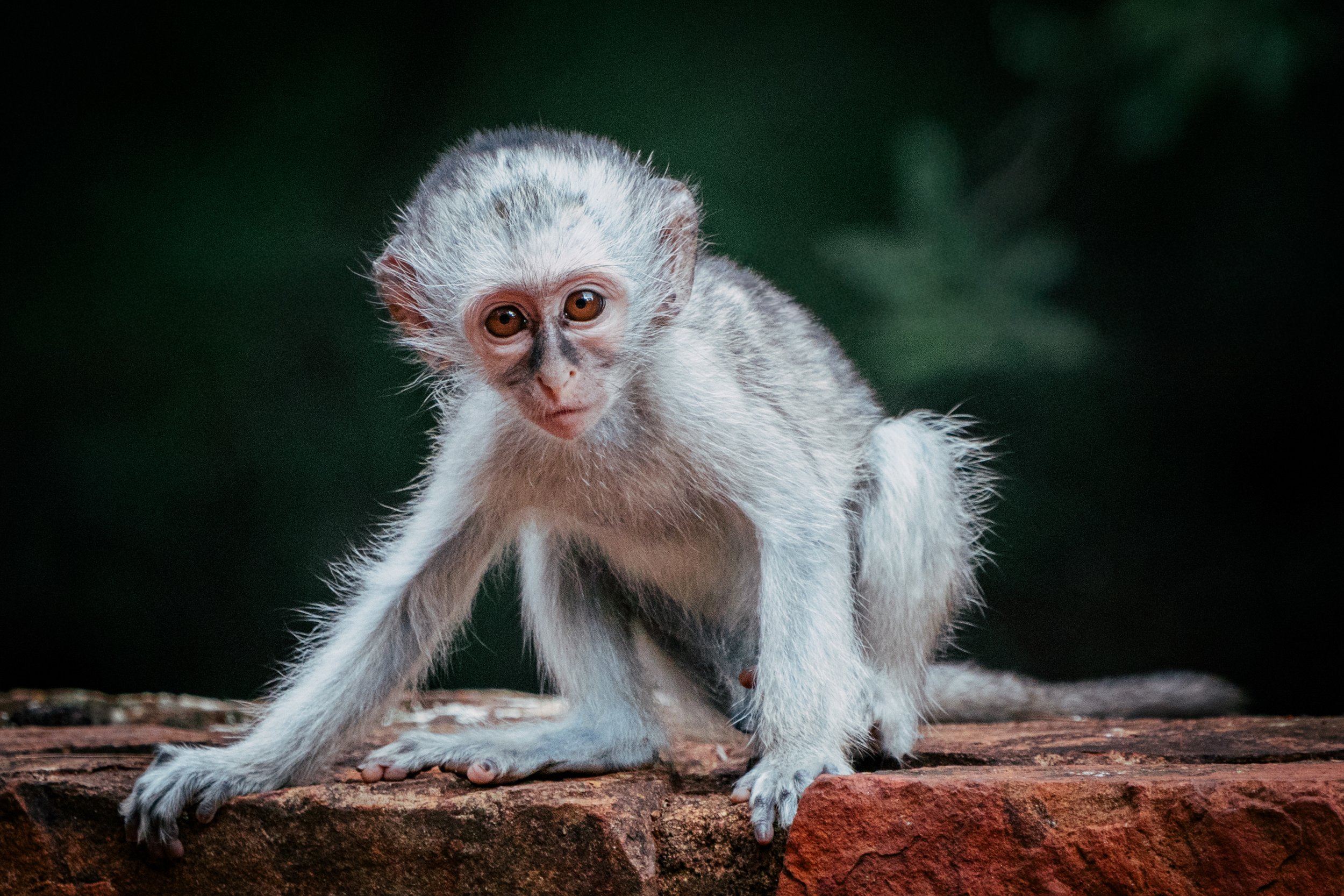 A small monkey with light fur and dark face, sitting on a wooden surface with a dark, blurred background.