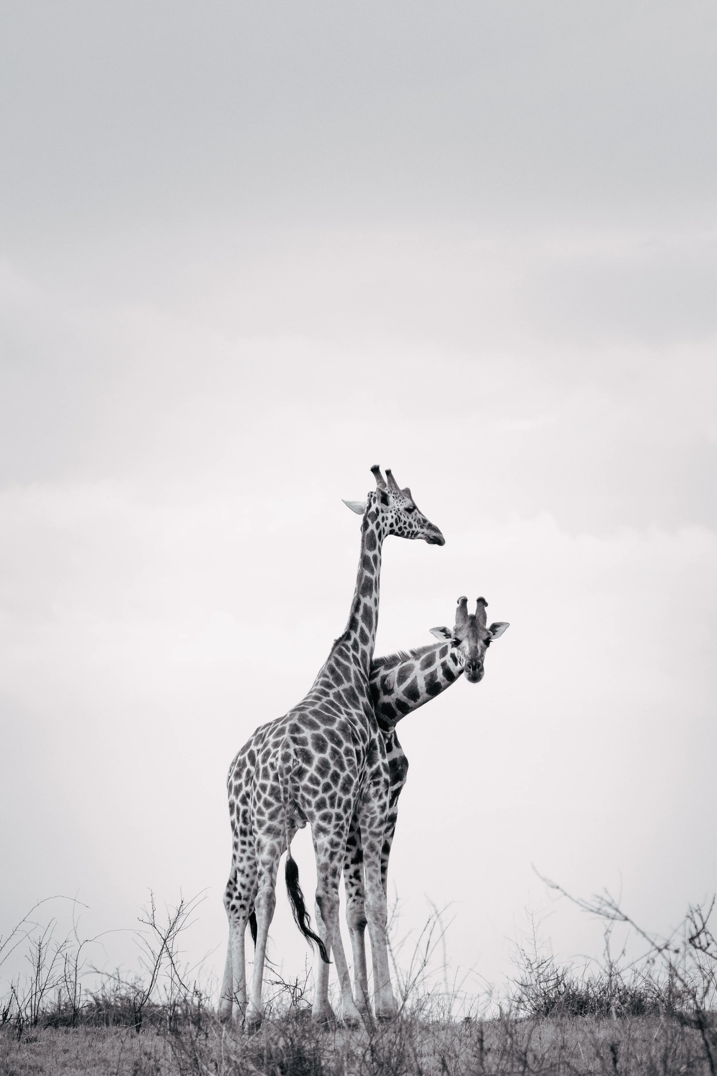 Three giraffes standing in a dry grassland with a cloudy sky background.