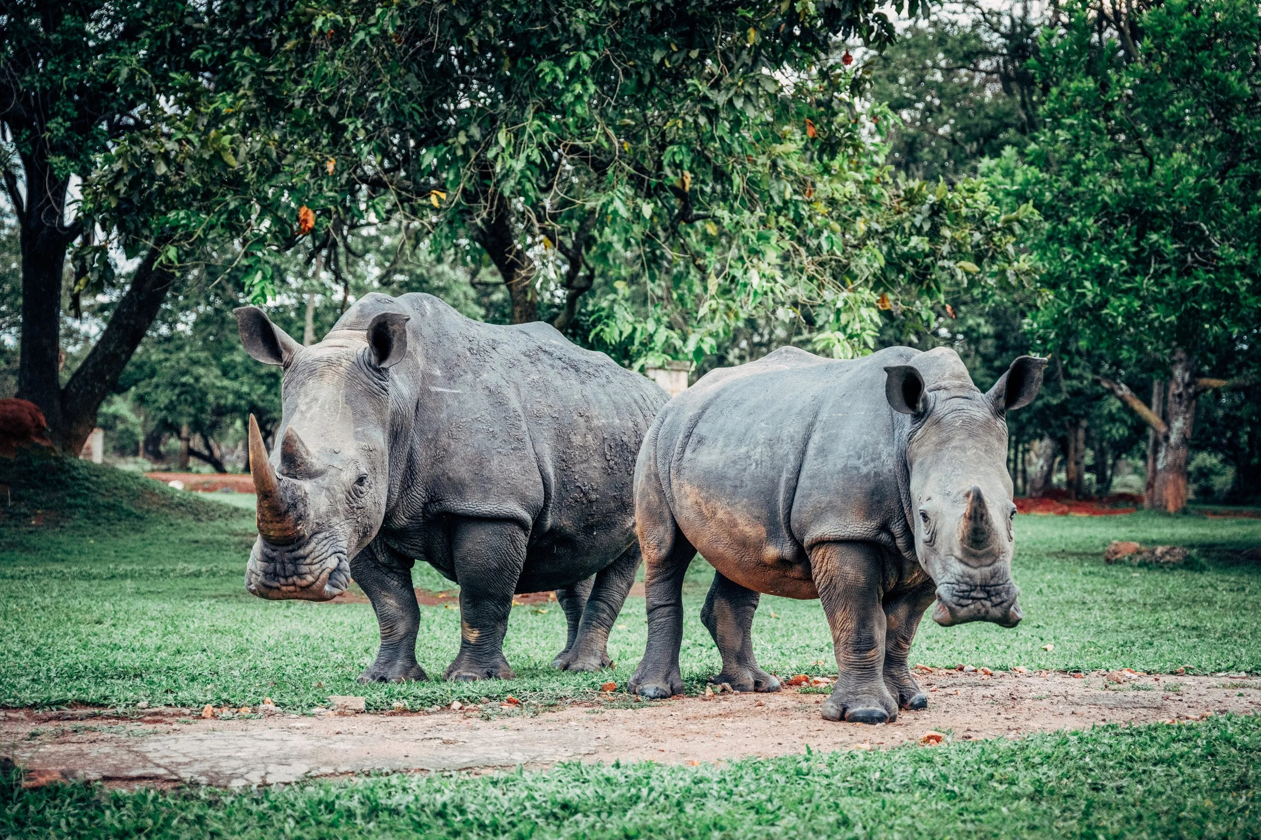 Three rhinoceroses grazing on grass in a lush green zoo enclosure with trees in the background.