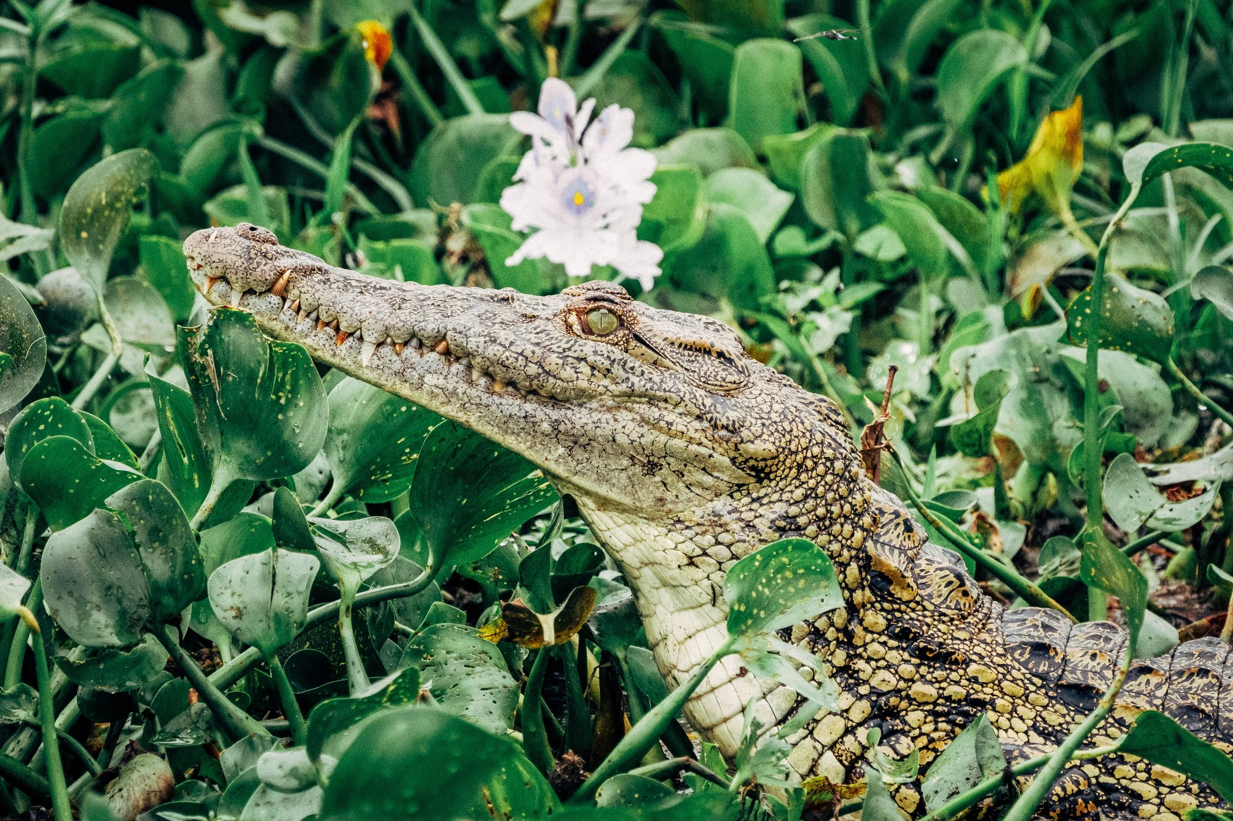A crocodile resting among green leaves and plants, with white flowers in the background.