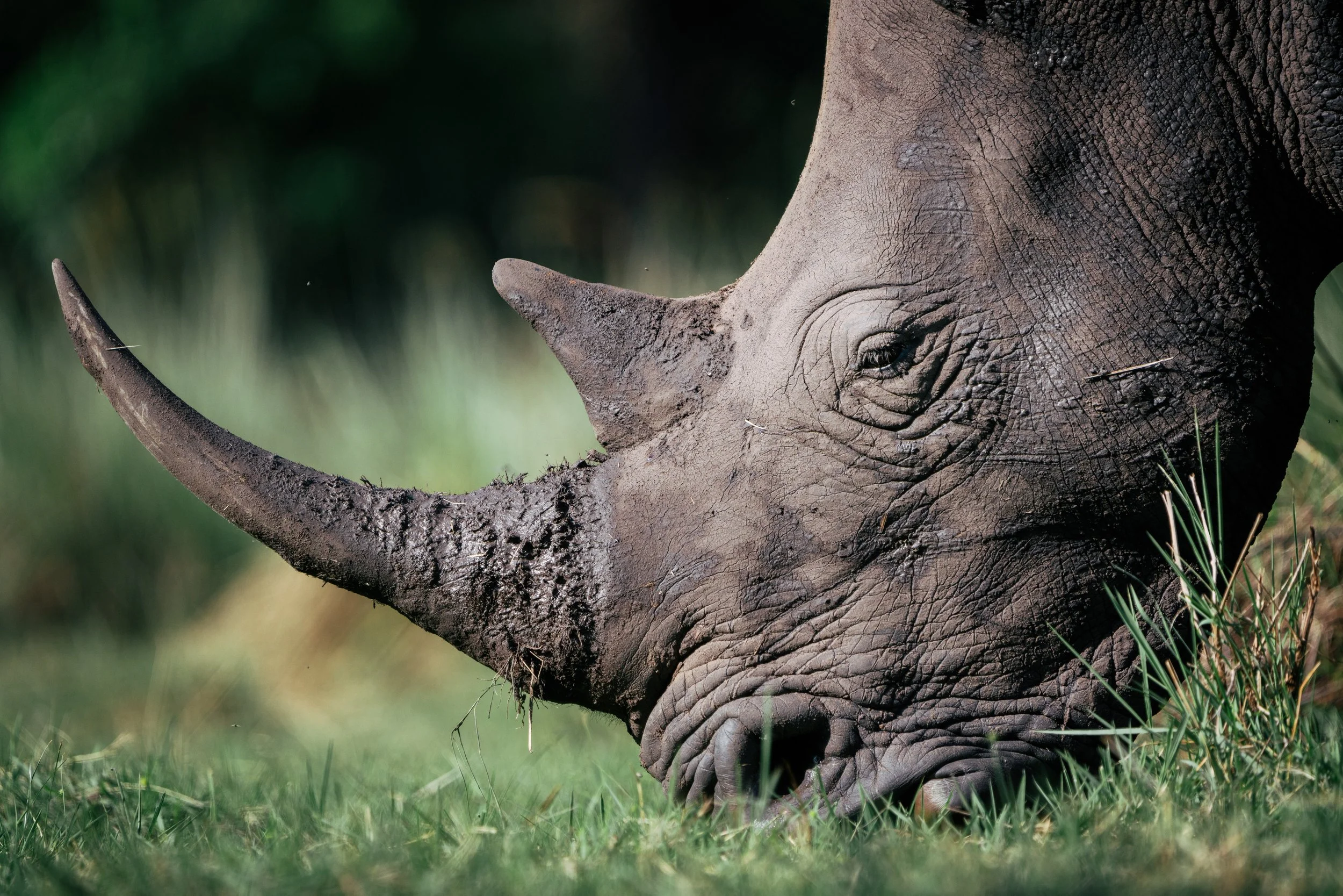 Close-up of a baby elephant's face and trunk, with textured skin and small eye, standing on grass with a blurred green background.