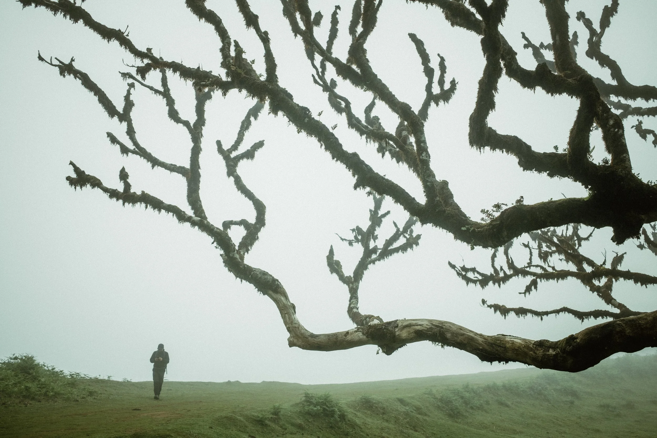 A person walking on a grassy field under a large, moss-covered tree with twisted branches in a foggy environment.