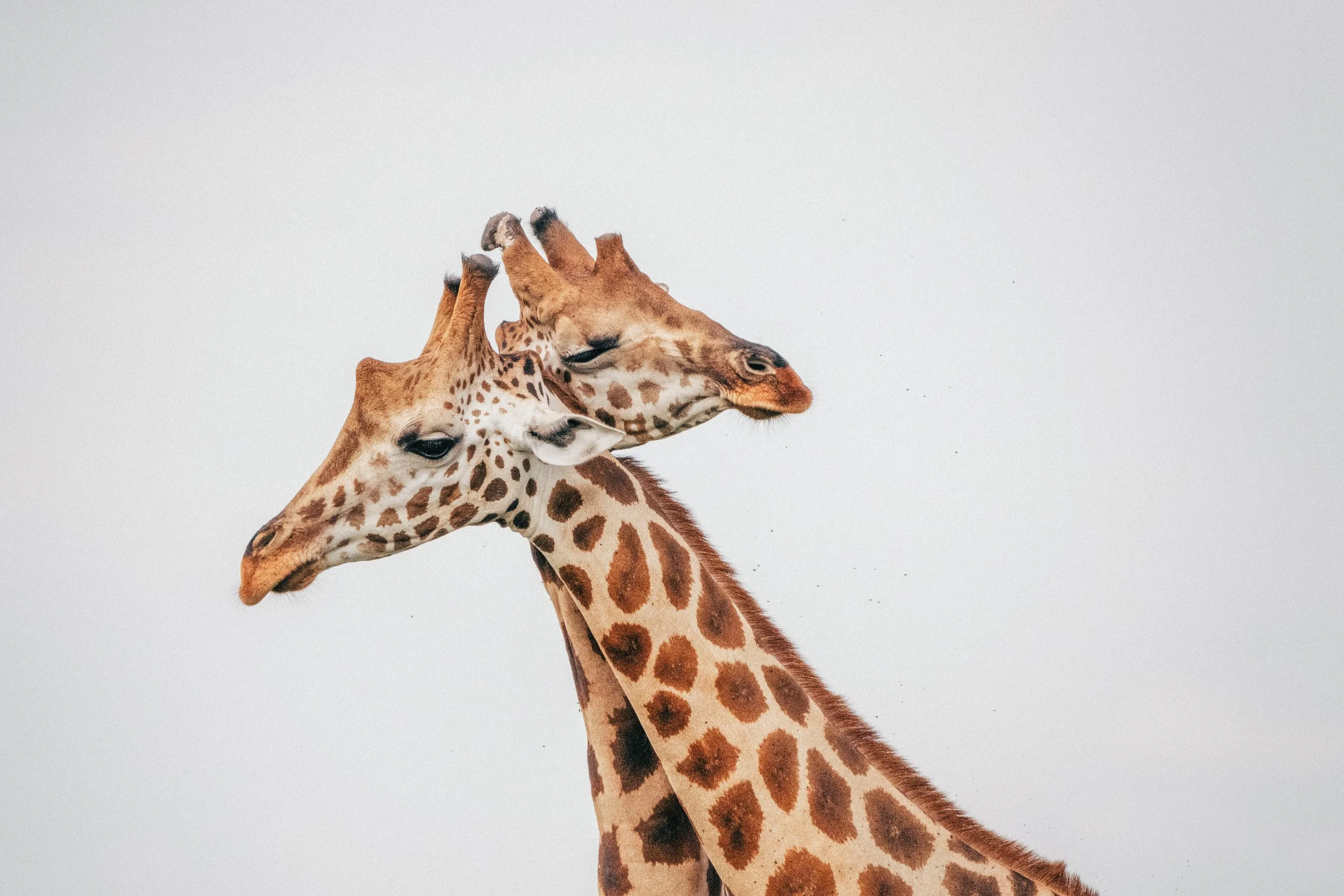 Two giraffes nuzzling each other with a plain white sky background.