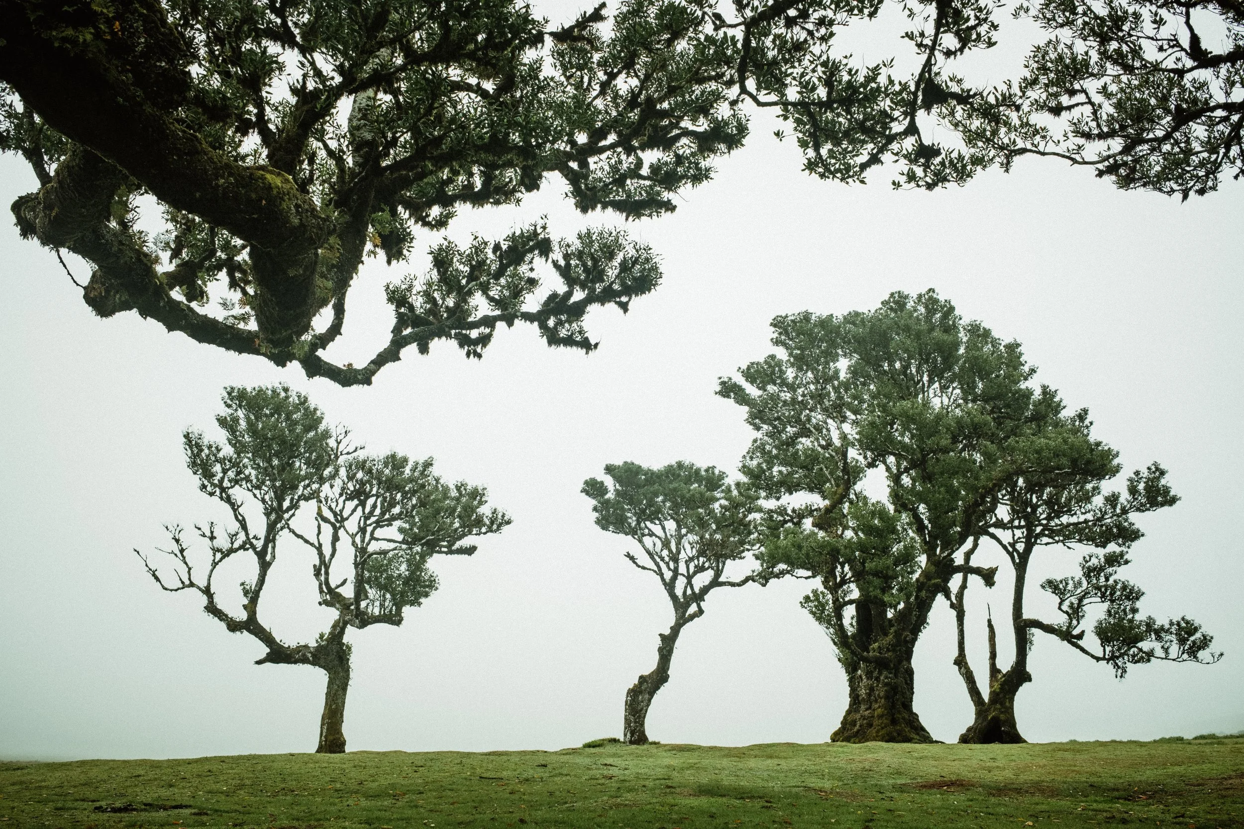 Several trees with twisted branches and sparse foliage in a foggy landscape.
