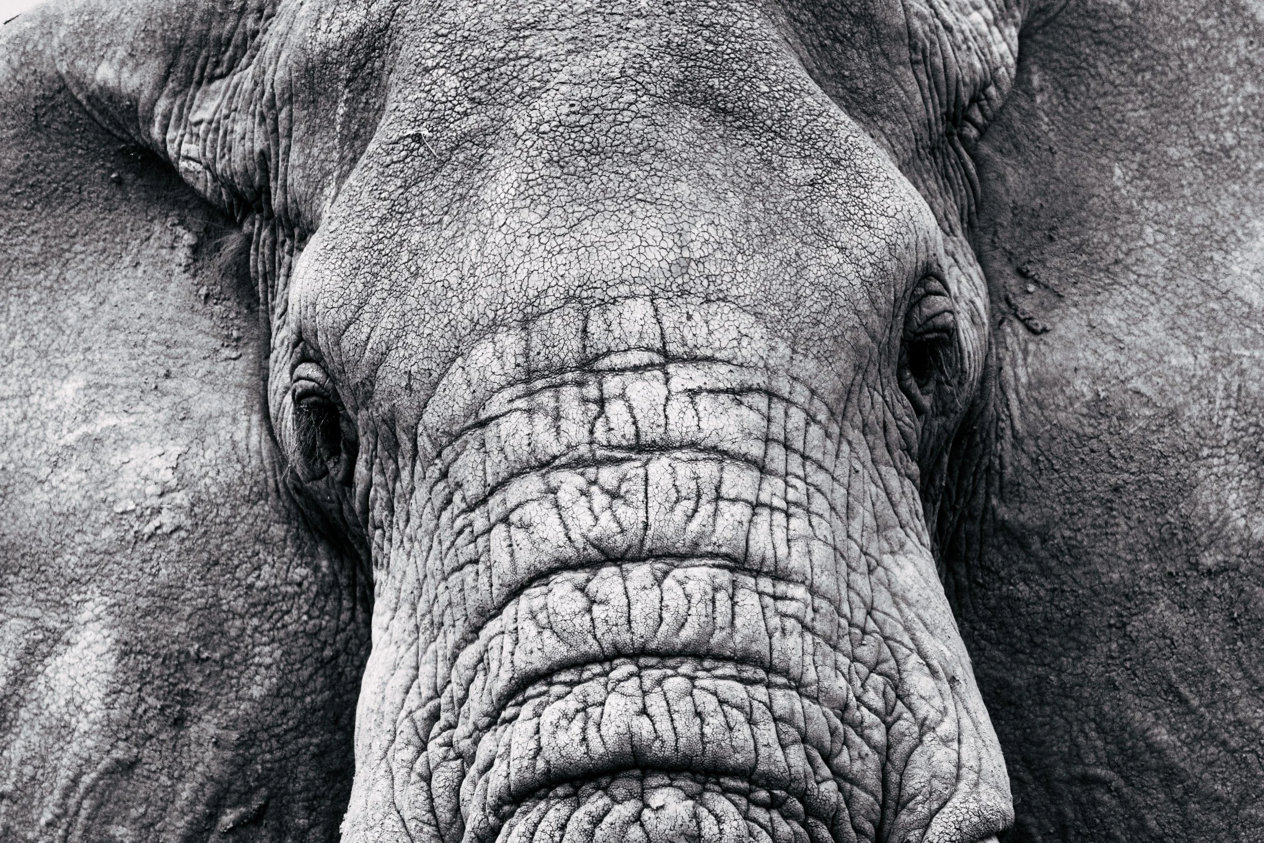 Close-up of an elephant's face, showing wrinkled skin, large trunk, and partially visible eyes.