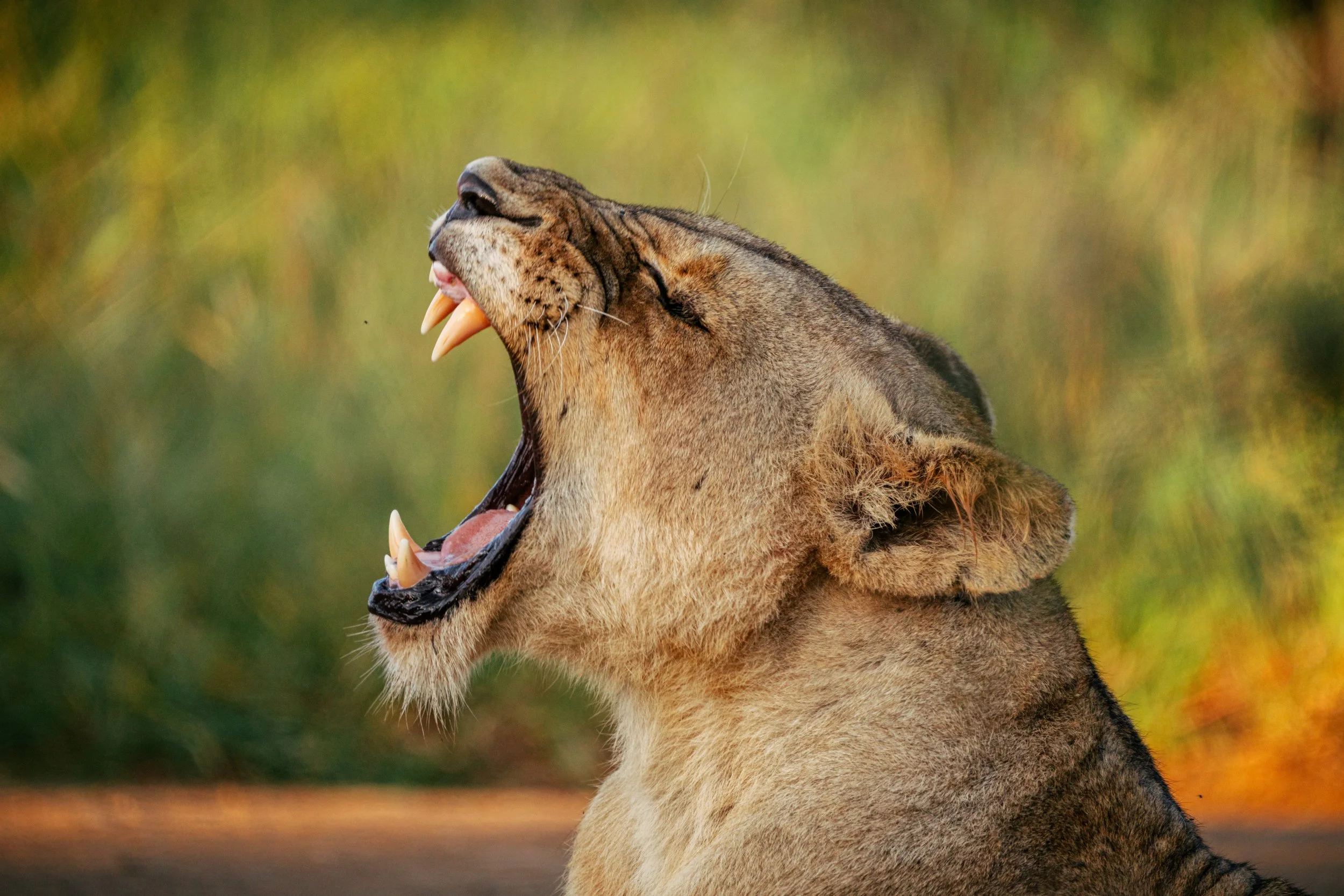 A lioness roaring with her mouth open, showing her teeth, against a blurred natural background.
