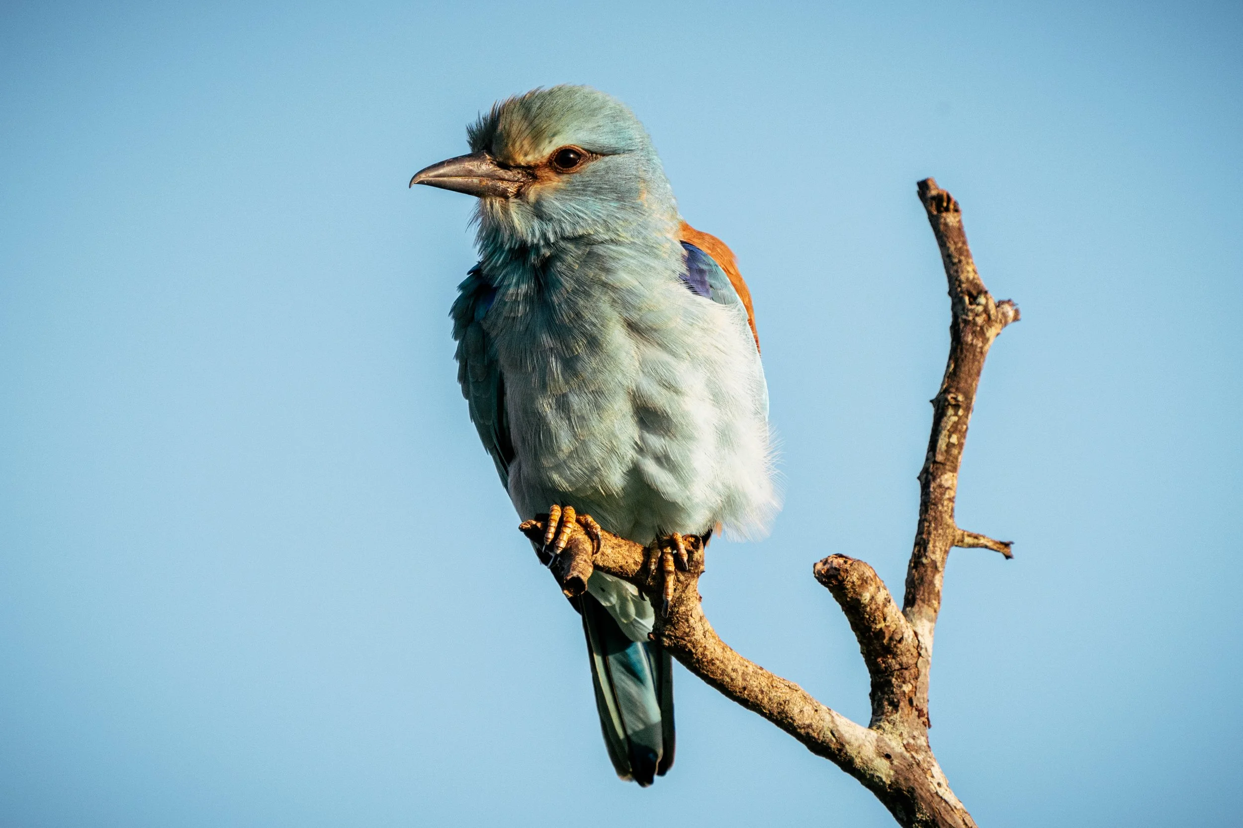 A bird with gray and blue feathers perched on a branch against a clear blue sky.
