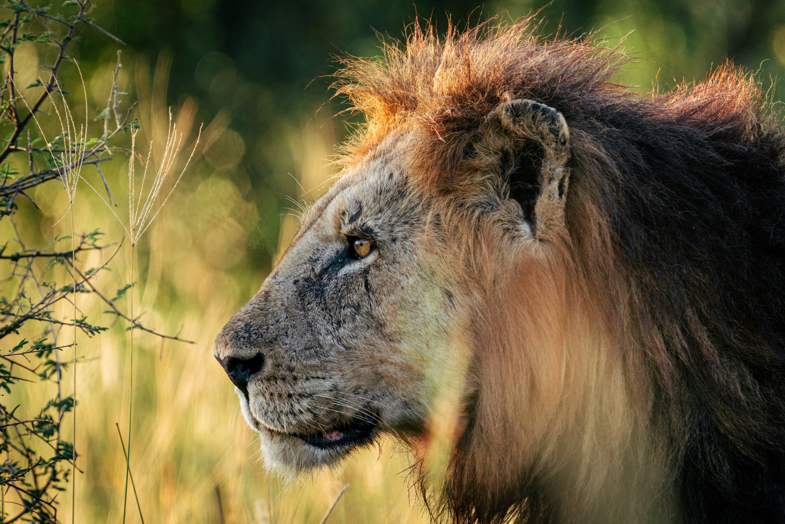 A lion with a mane standing in a grassy area during daytime.