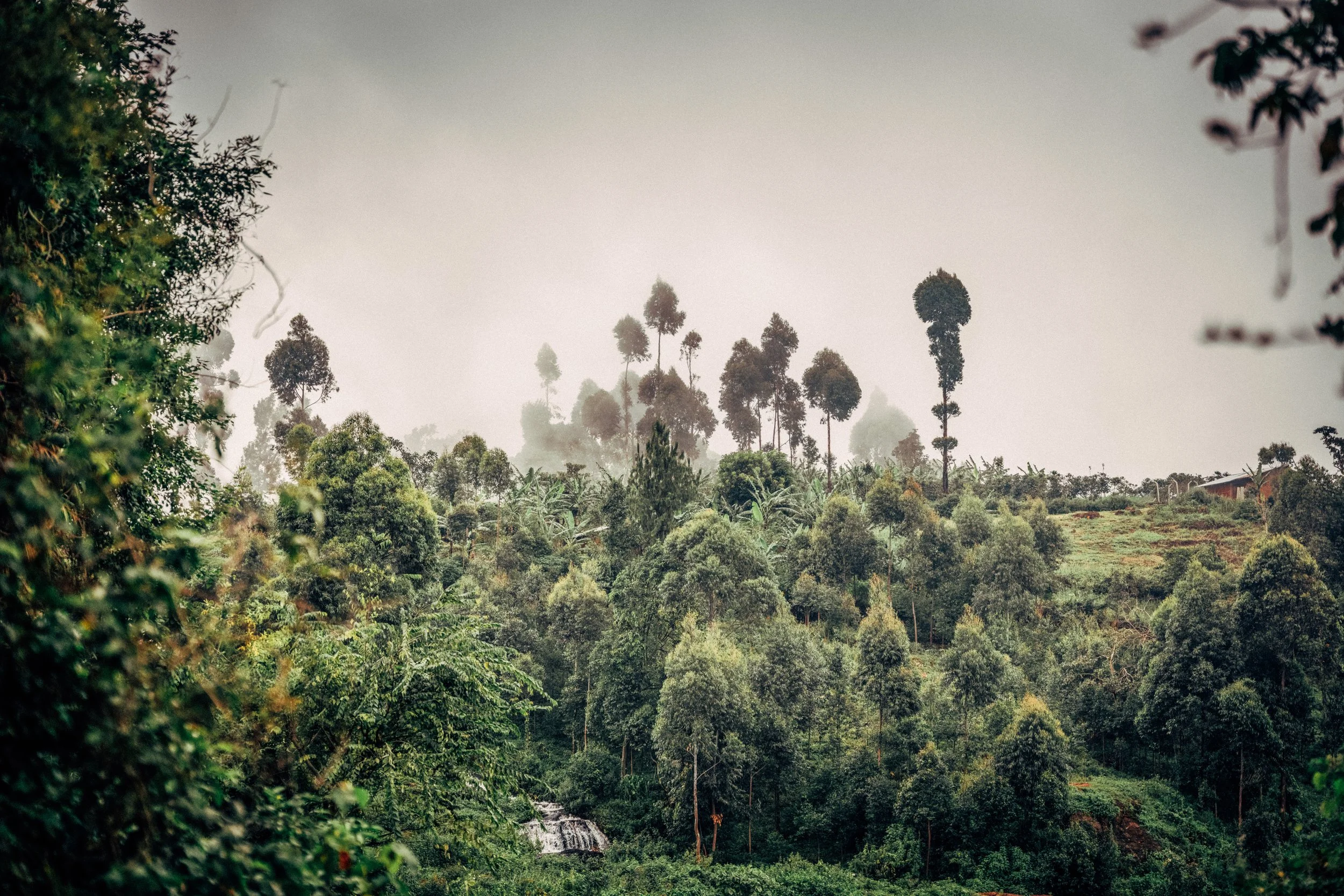 A view of a lush green forest with tall trees and a small waterfall in the foreground, shrouded in fog.