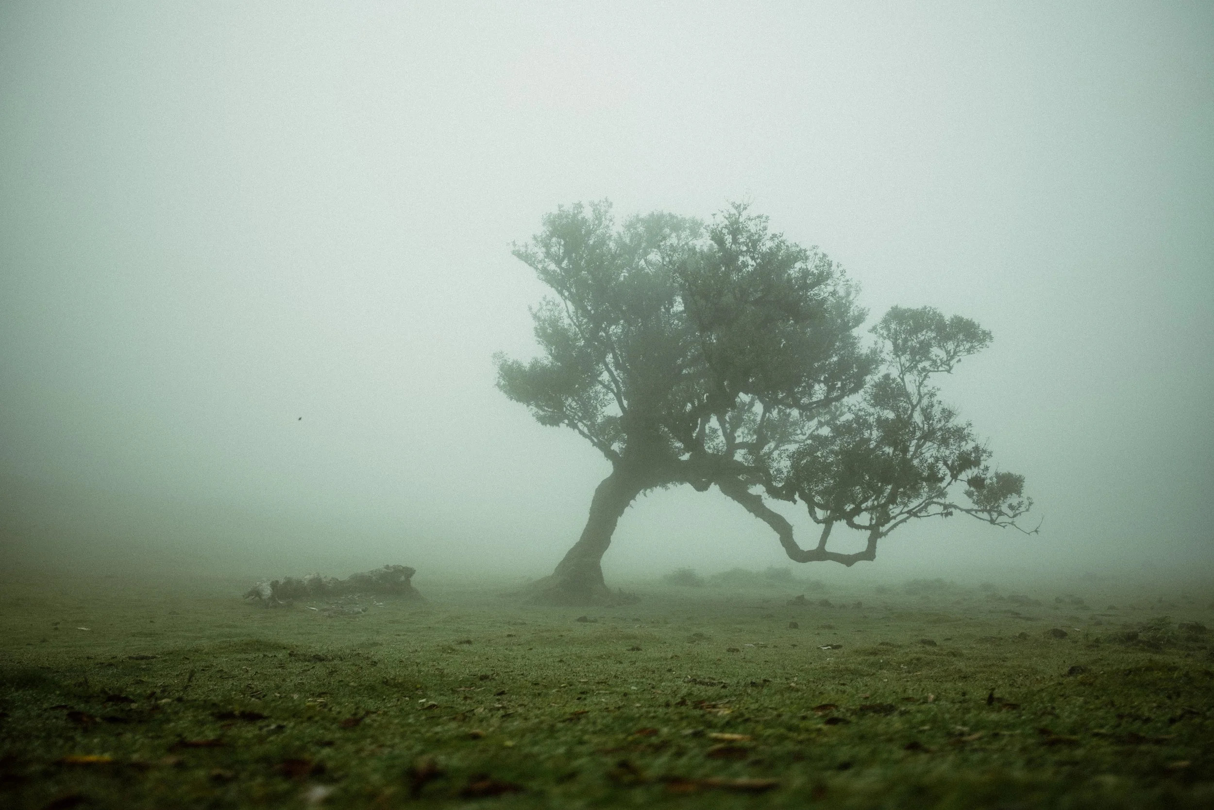 A lone tree in a foggy landscape with a grassy ground in the foreground.