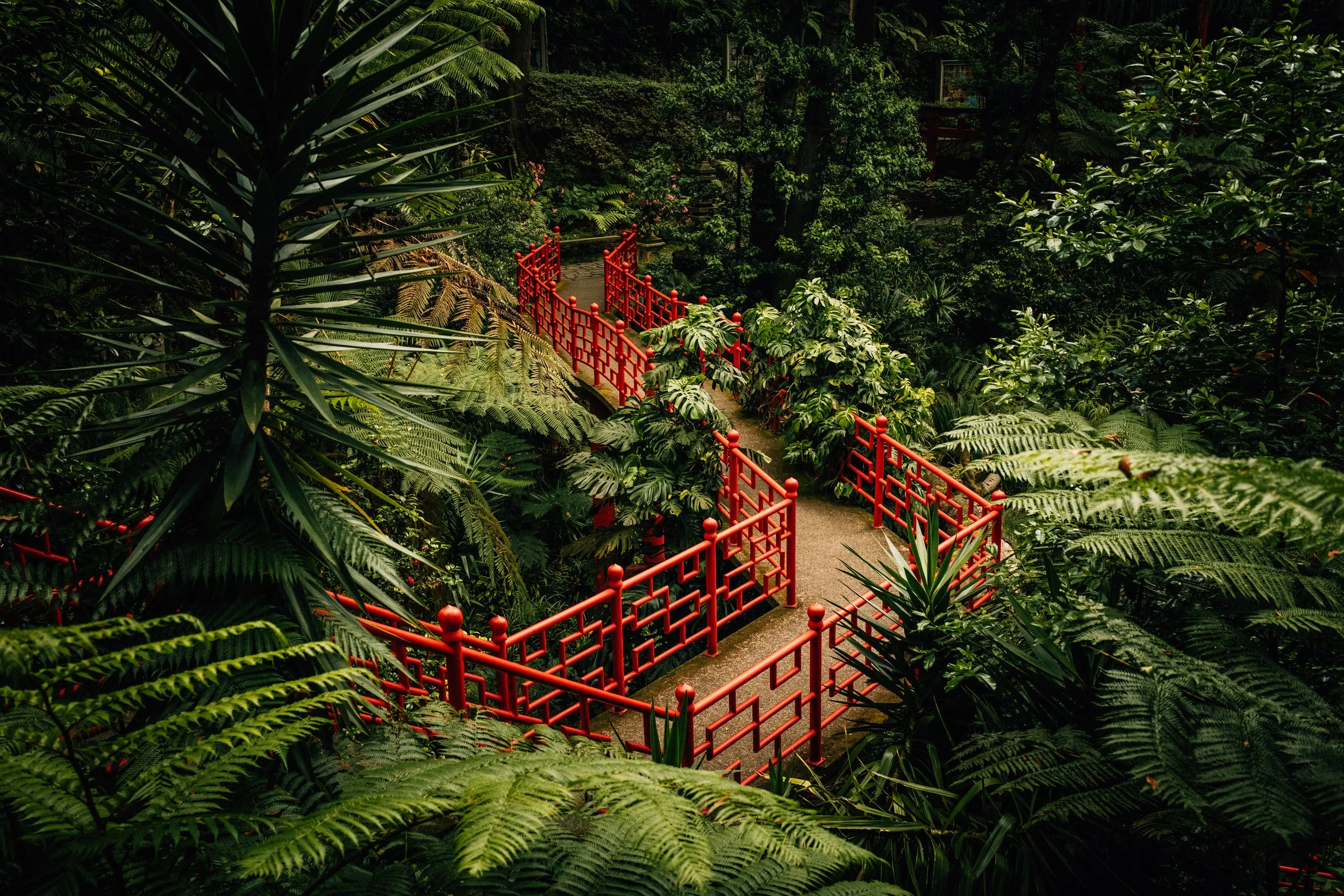 A winding pathway bordered by red railings cuts through lush, green jungle foliage.