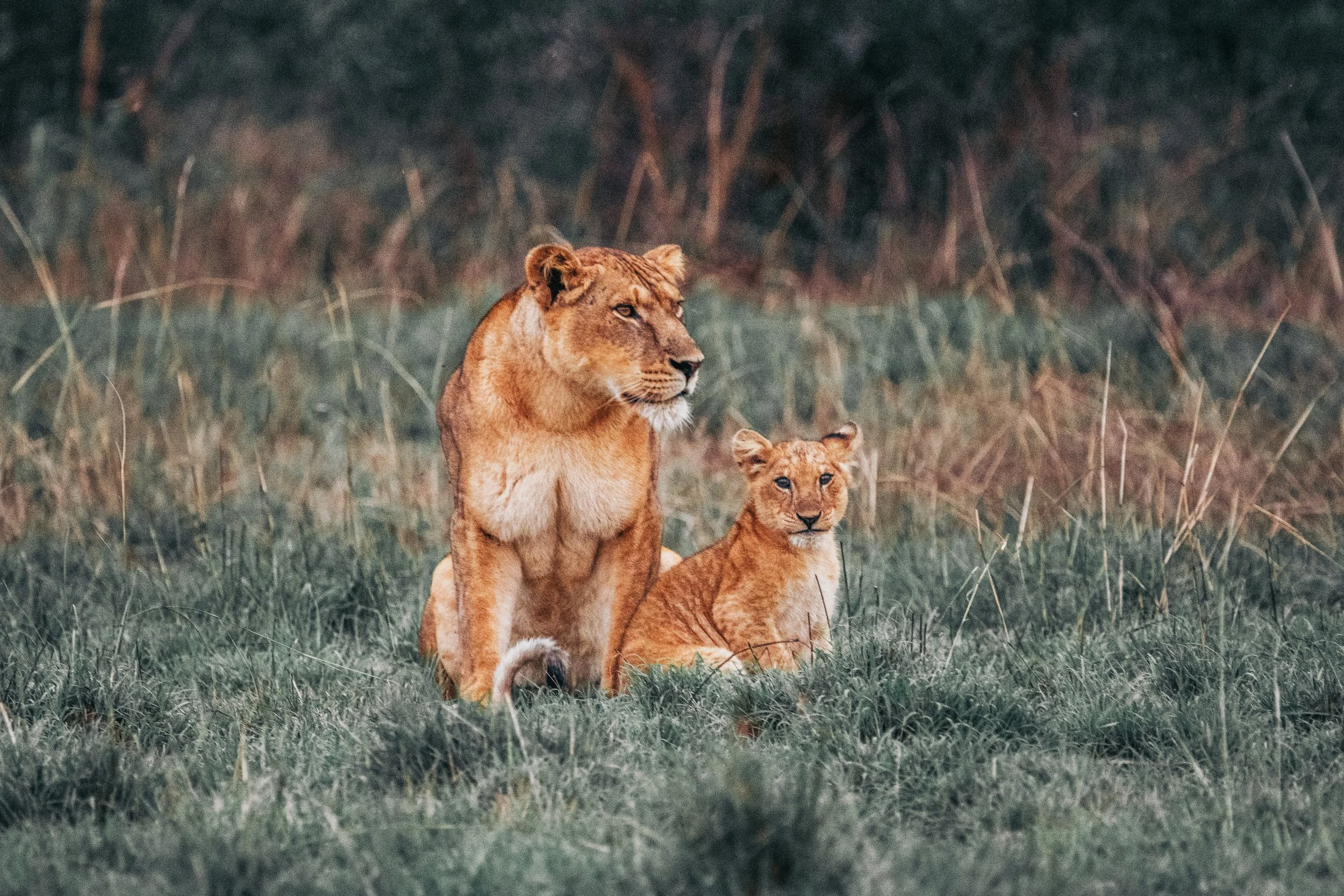 A lioness and her two cubs resting in tall grass in a natural habitat.