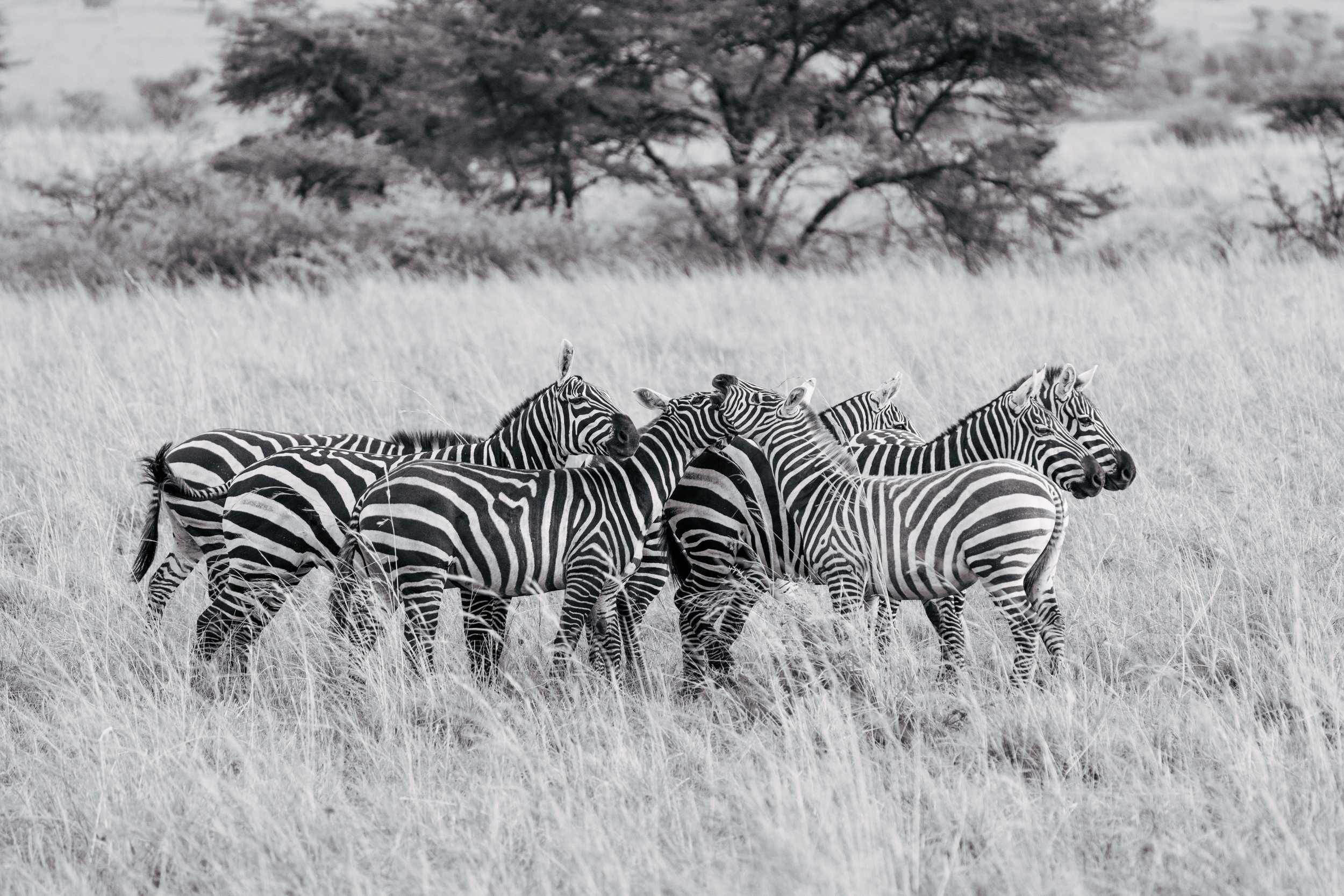 A herd of zebras standing in tall grass in a savanna landscape with trees in the background.