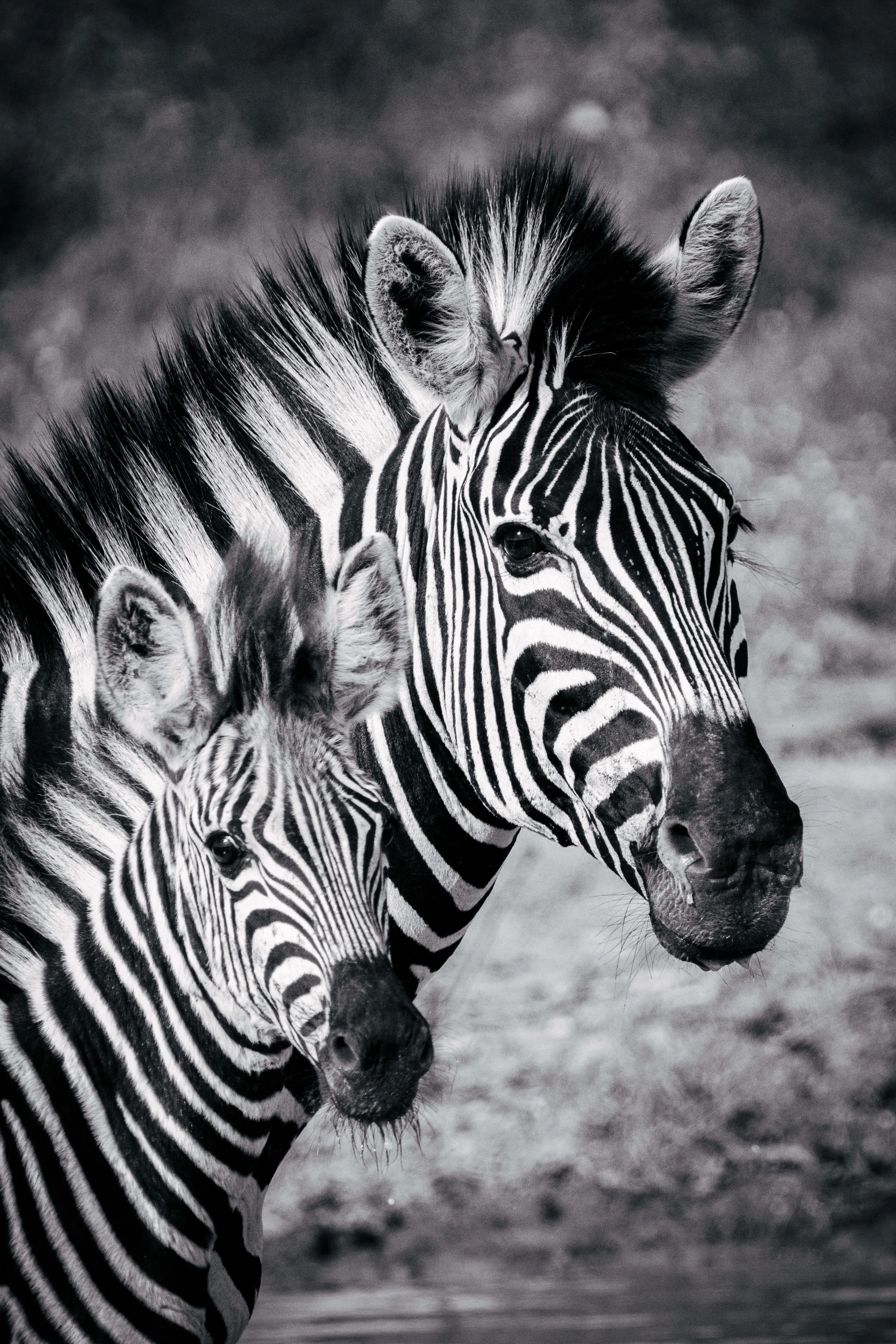 Close-up of two zebras, highlighting their black and white striped patterns, ears, and eyes, with a blurred background.