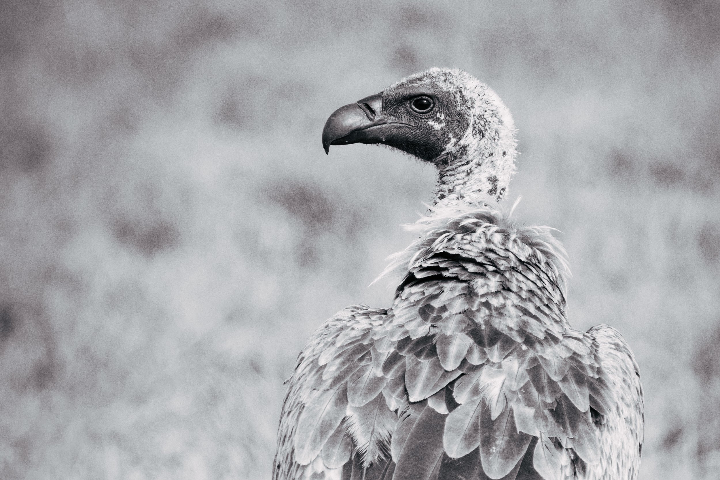 A close-up black and white photograph of a vulture with a detailed view of its head and upper body, set against a cloudy background.