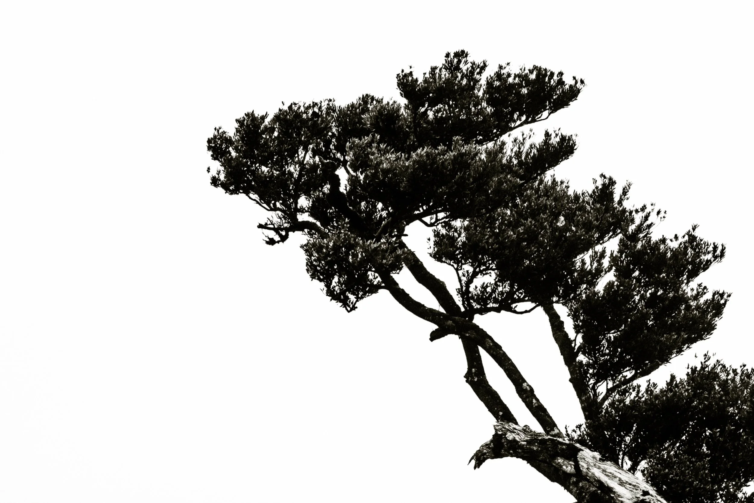 Silhouette of a tall tree with lush foliage against a plain white sky.