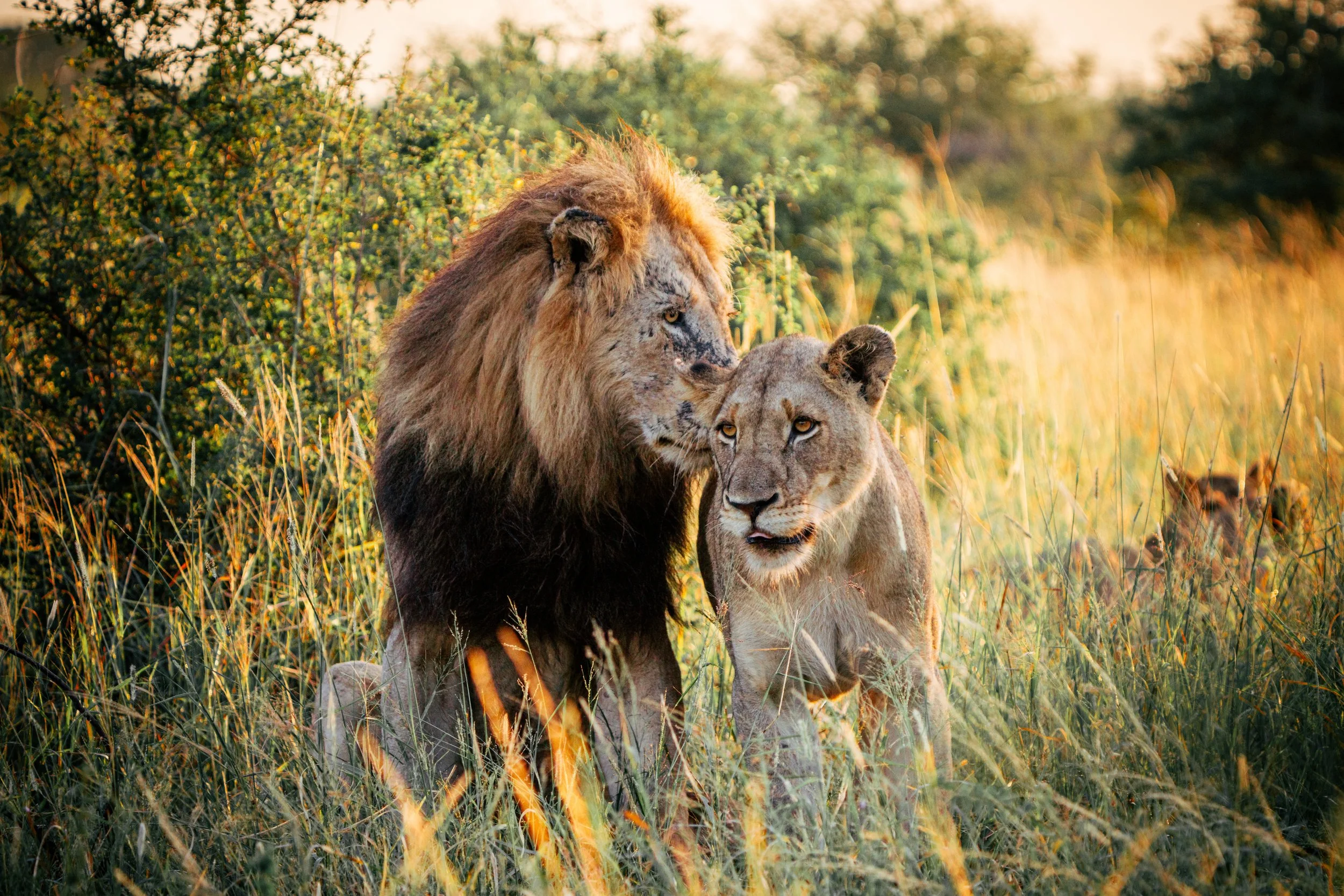 A male lion and a lioness in a grassy, bushy area during golden hour.