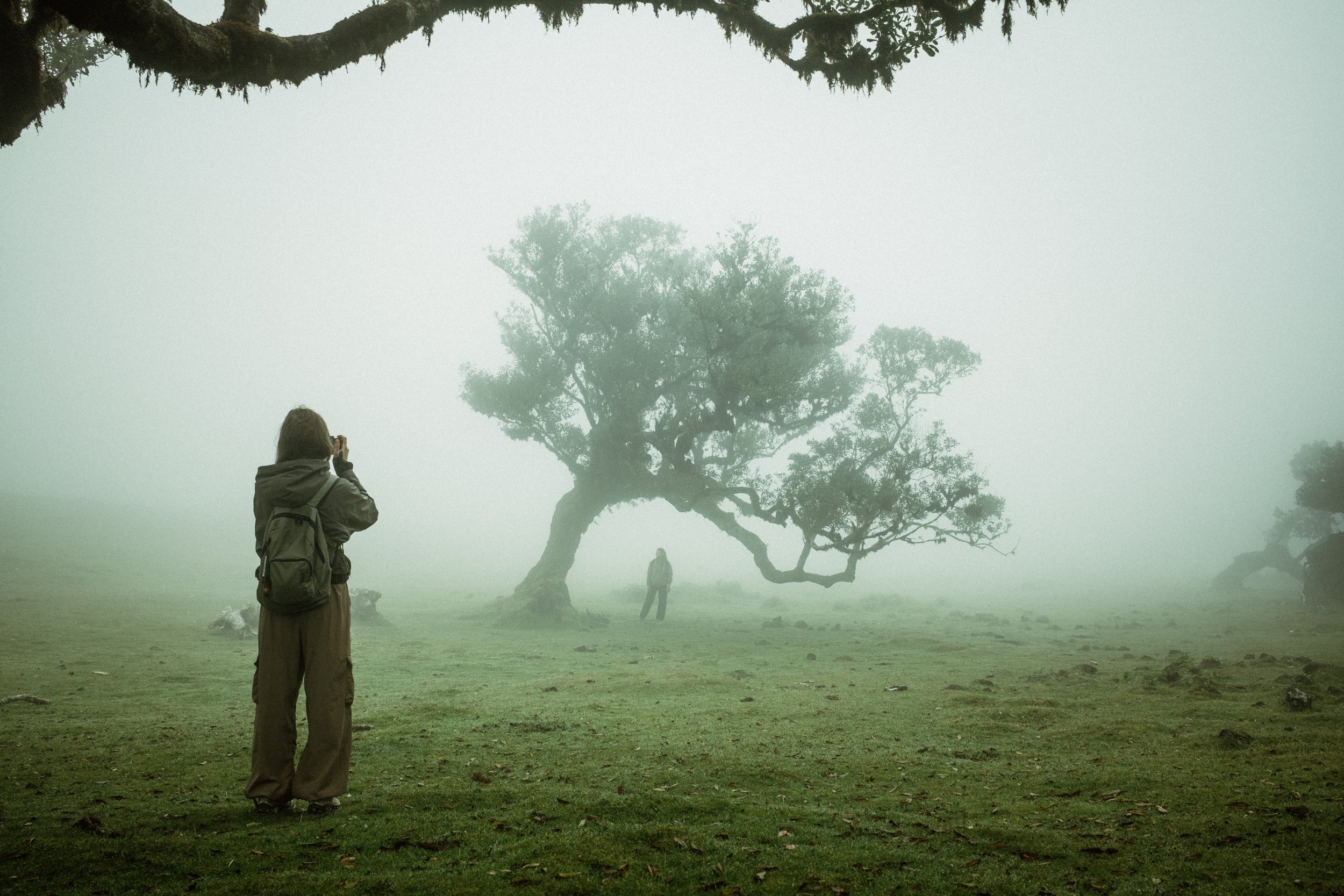 A person with a backpack taking a photograph of a large, uniquely shaped tree in a foggy, outdoor setting with a few other people in the background.