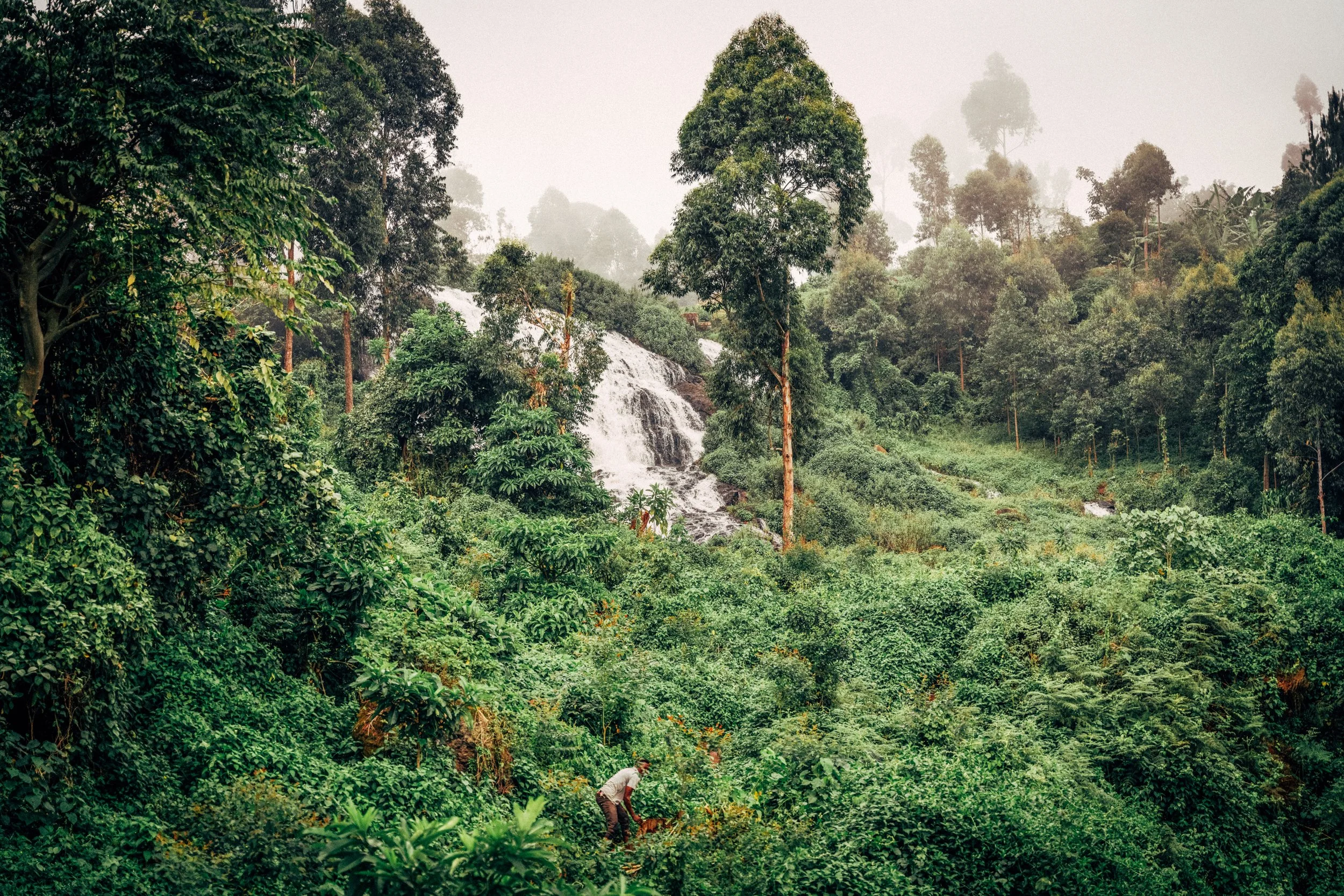 A person working in a lush, green rainforest with dense trees, a small waterfall, and mist in the background.