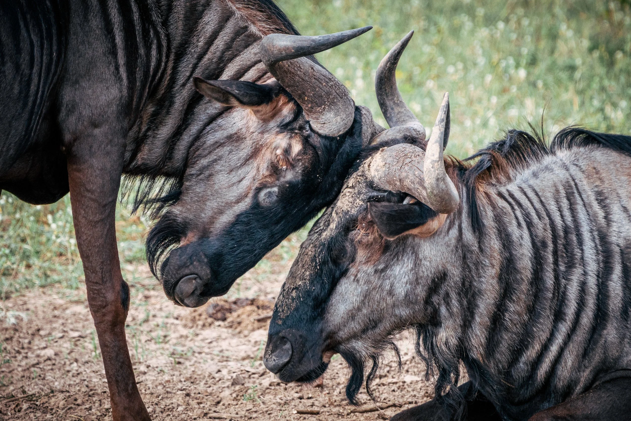 Two wildebeests or gnus with curved horns grooming each other on a grassy ground.