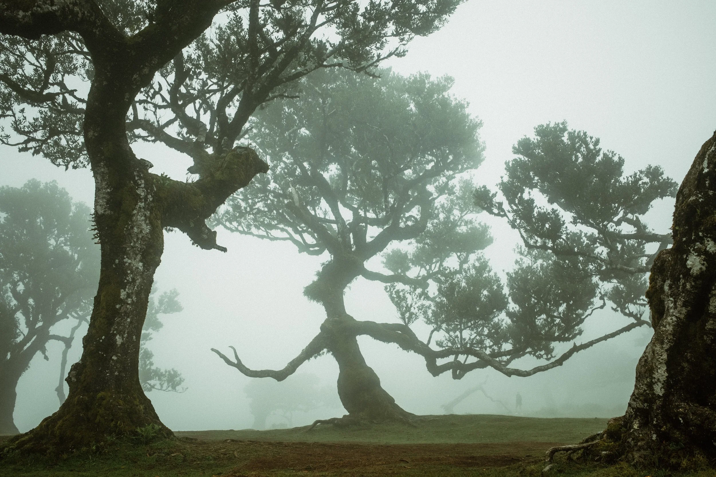 Misty foggy forest with large, twisted trees in the foreground and smaller trees in the background.